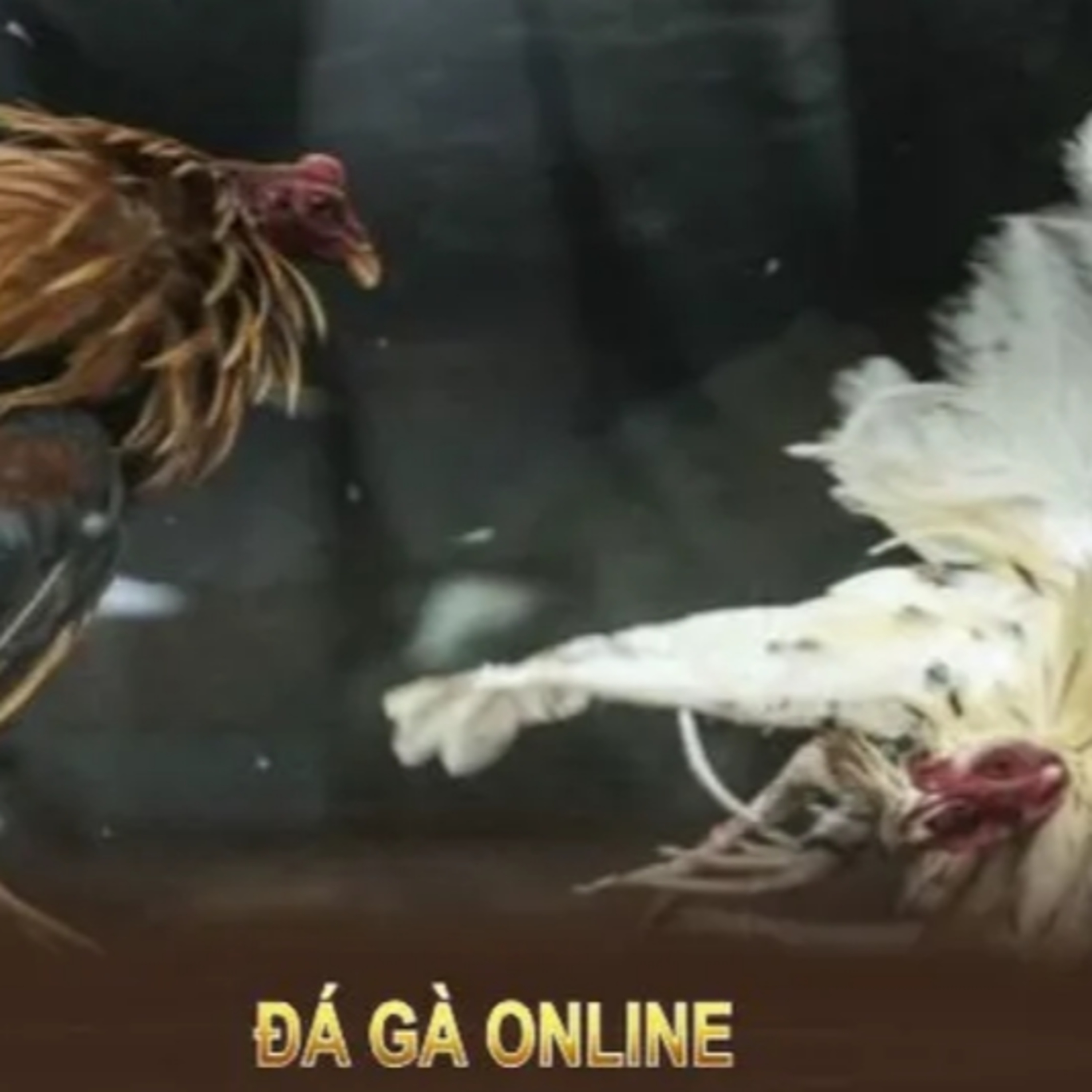 Cách chơi Đá Gà Sabong tại GO88 episode artwork
