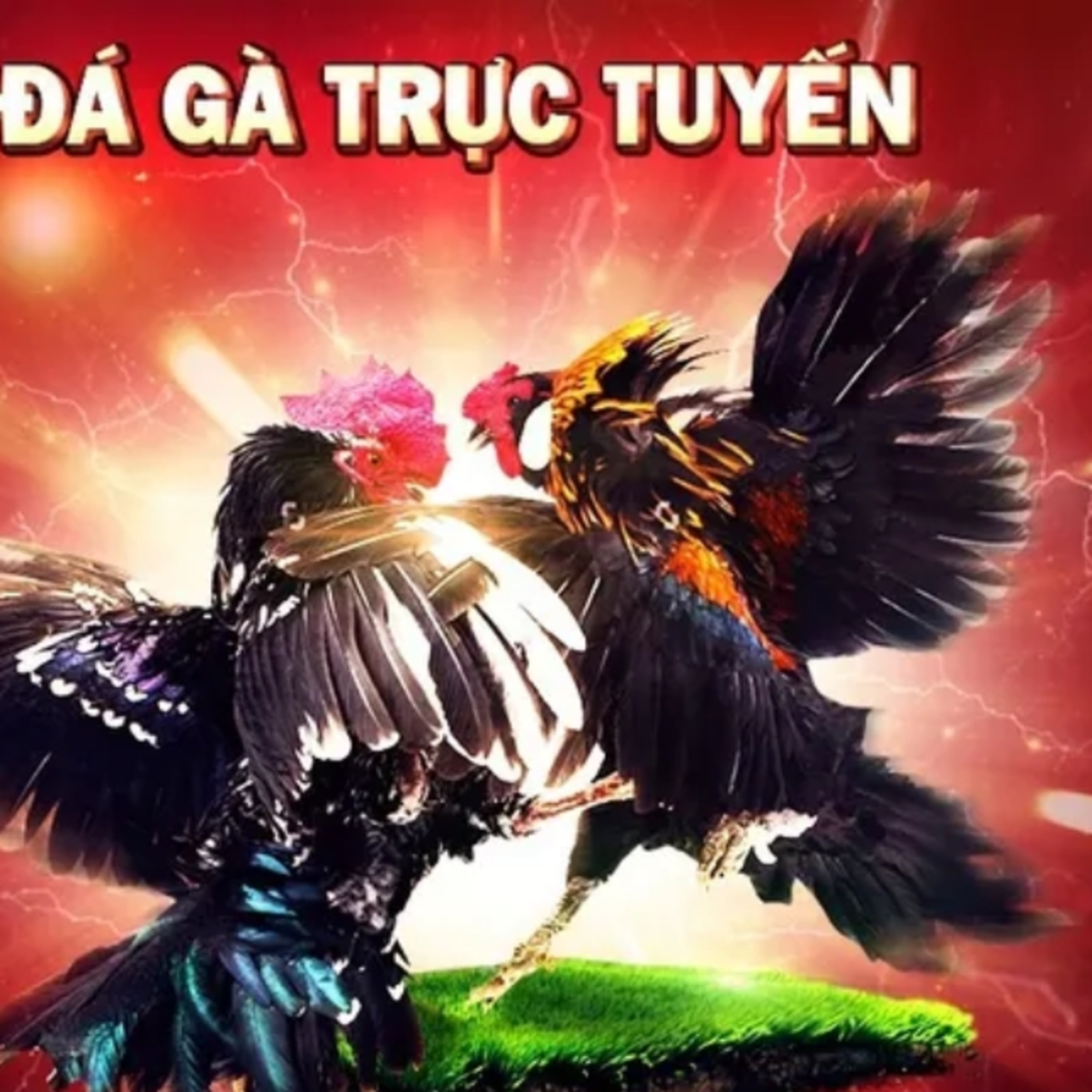 Cách chơi Đá Gà WS168 tại GO88 episode artwork