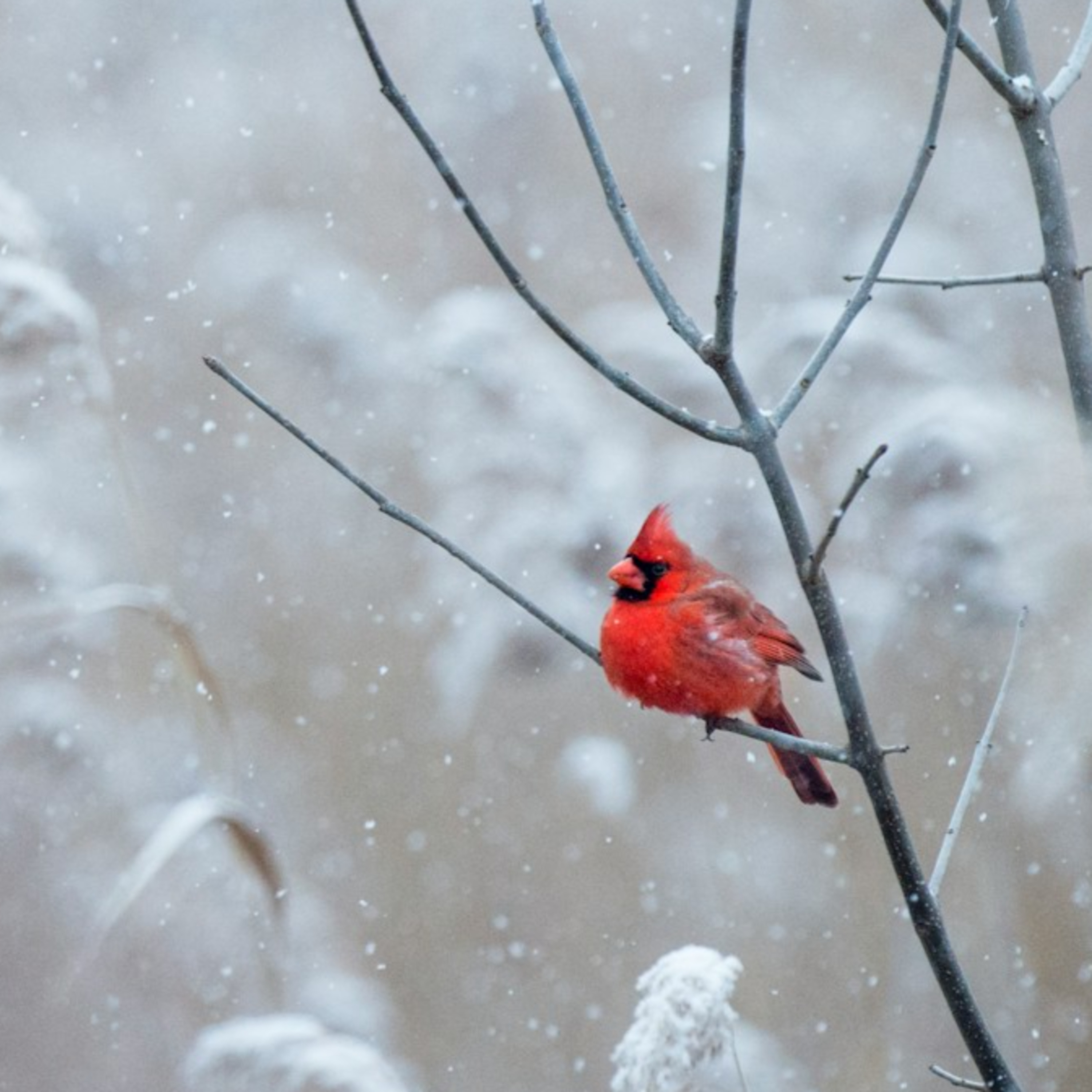 20251216 - Noticing body scan