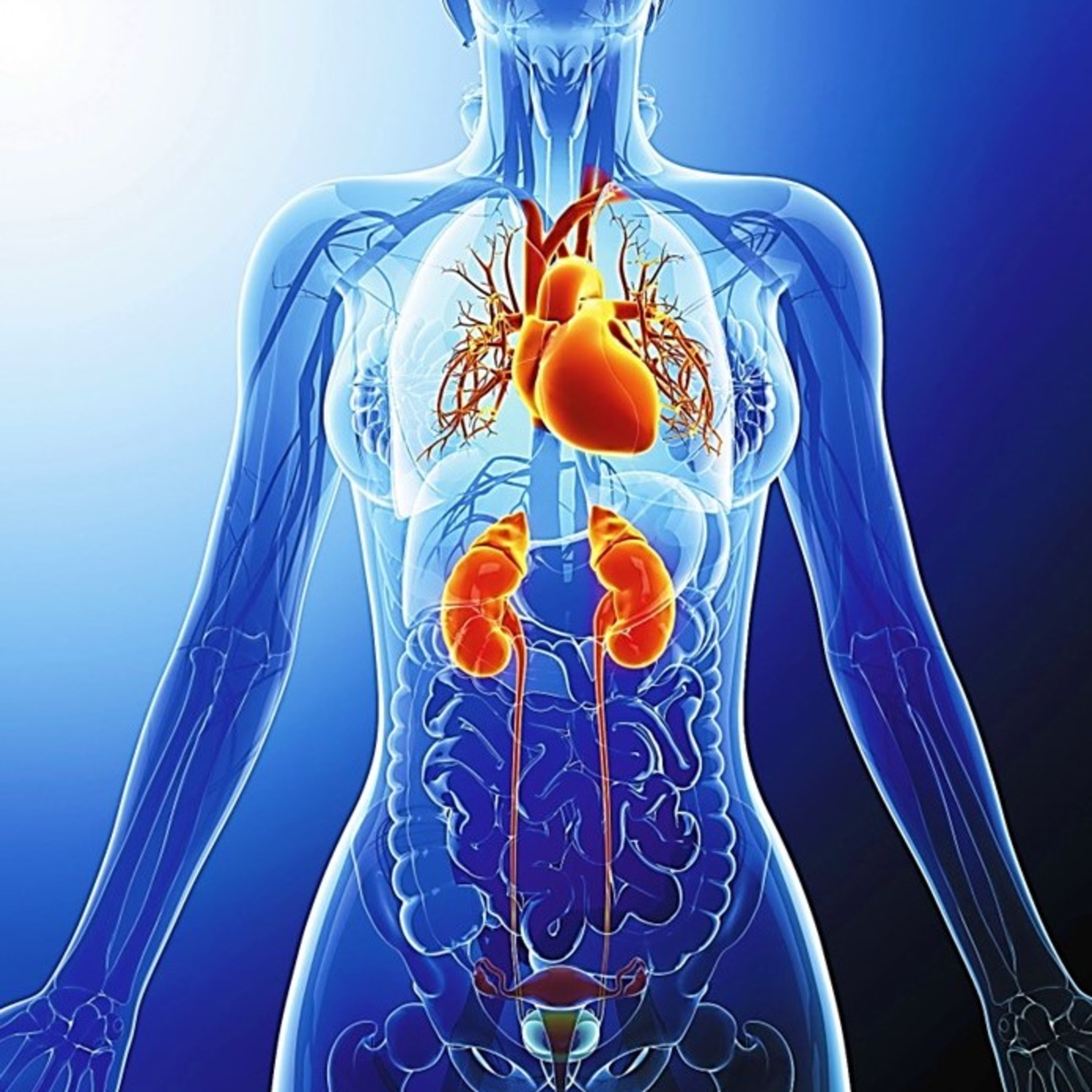 Energy Dynamics in Chronic Heart Failure, Chronic Kidney Disease & the Cardiorenal Syndrome  episode artwork