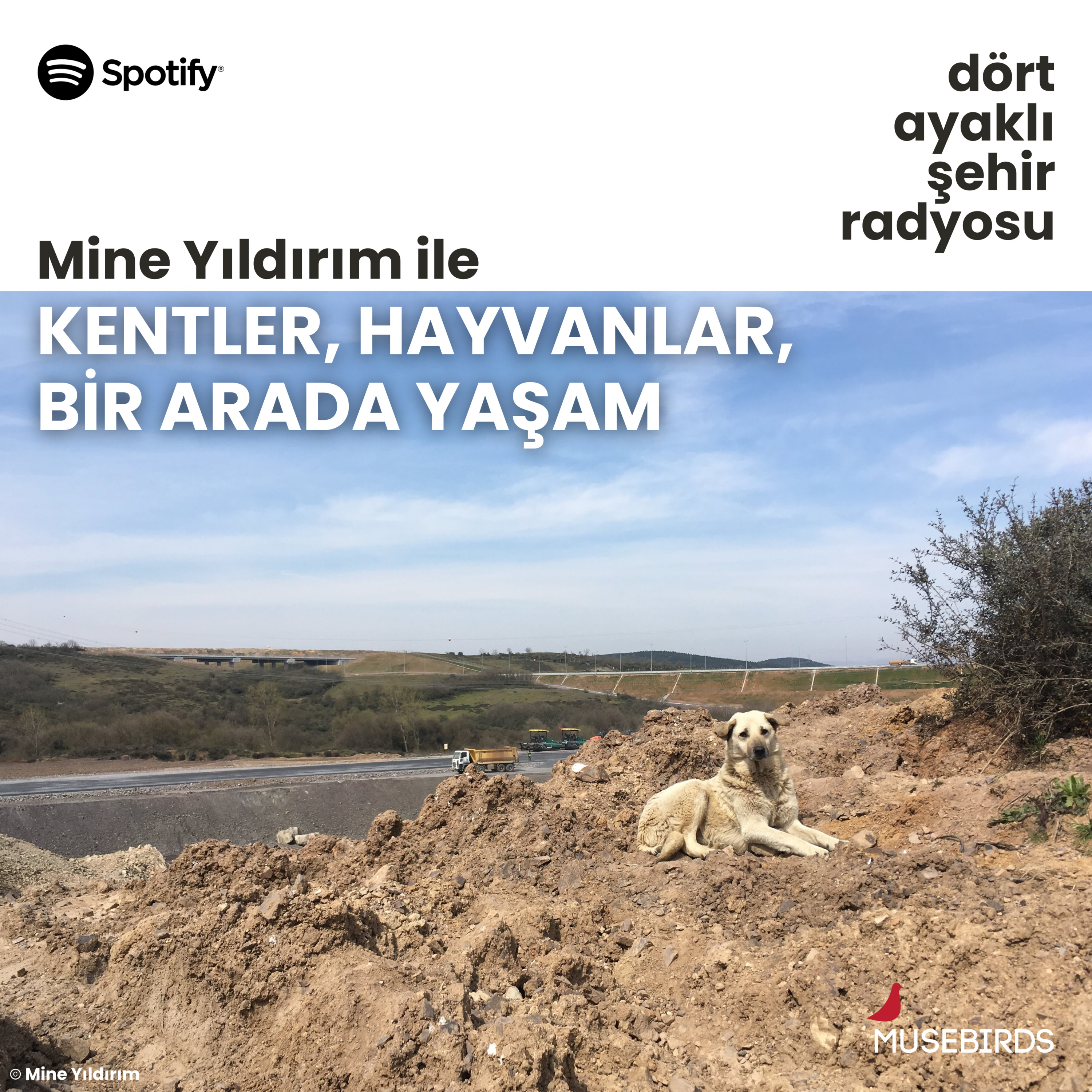 Kentler, Hayvanlar, Bir Arada Yaşam - Mine Yıldırım | İhtimam ile Şiddet arasında: Dört Ayaklı Şehir episode artwork