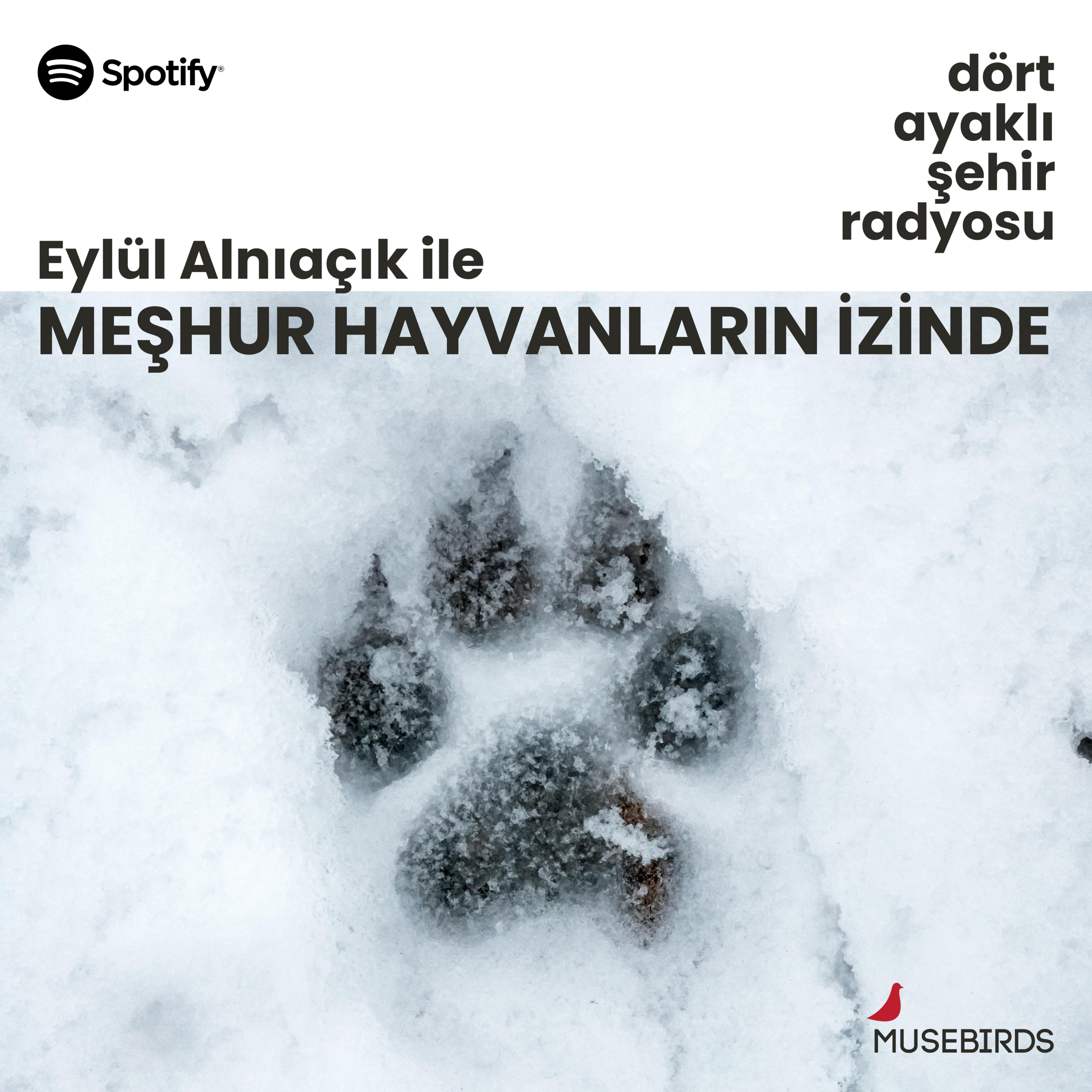 Meşhur Hayvanların İzinde - Eylül Alnıaçık | Zeki Hans episode artwork