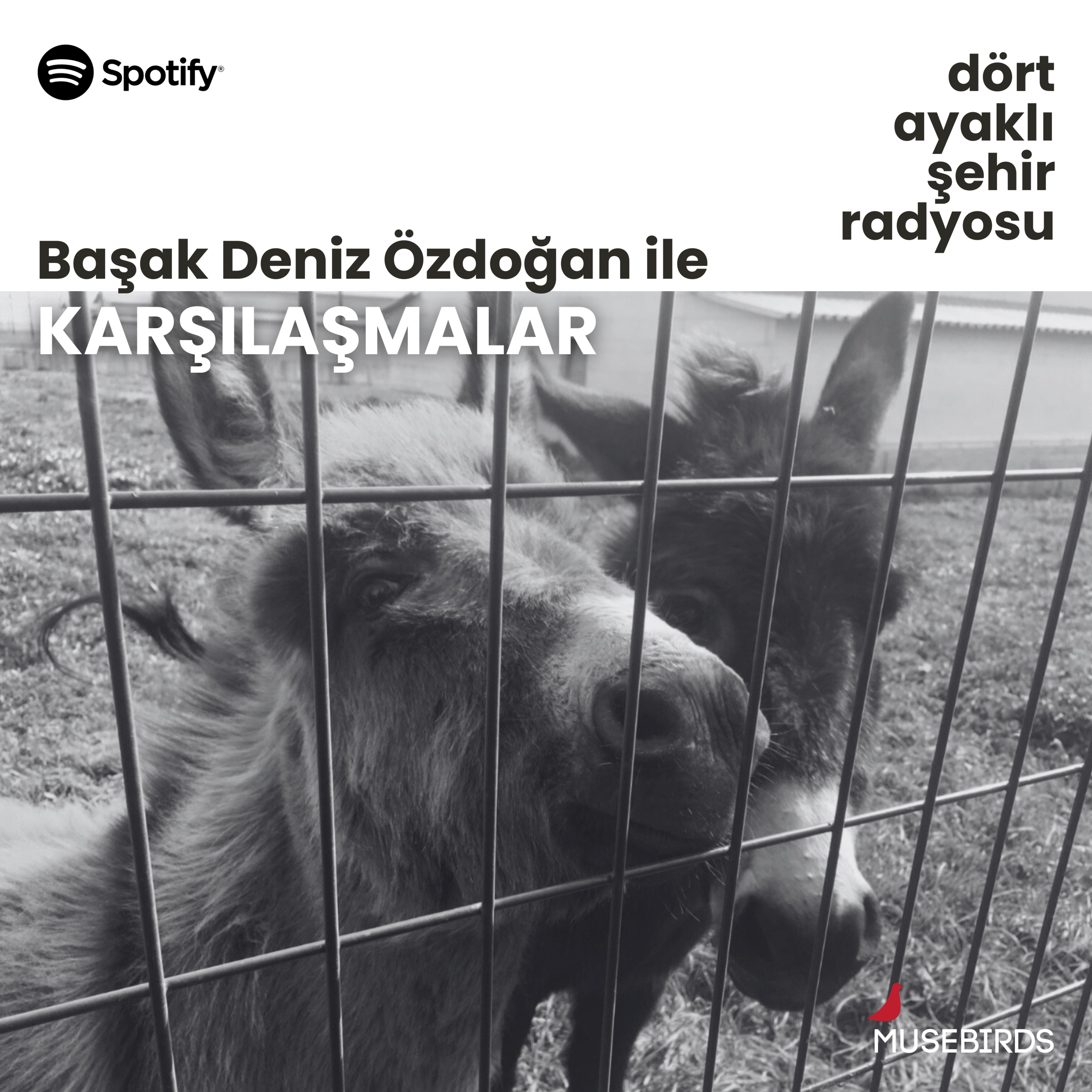 Karşılaşmalar - Başak Deniz Özdoğan | Reşat Ekrem Koçu’nun ablasının kedileri, merhamet ve ölüm episode artwork