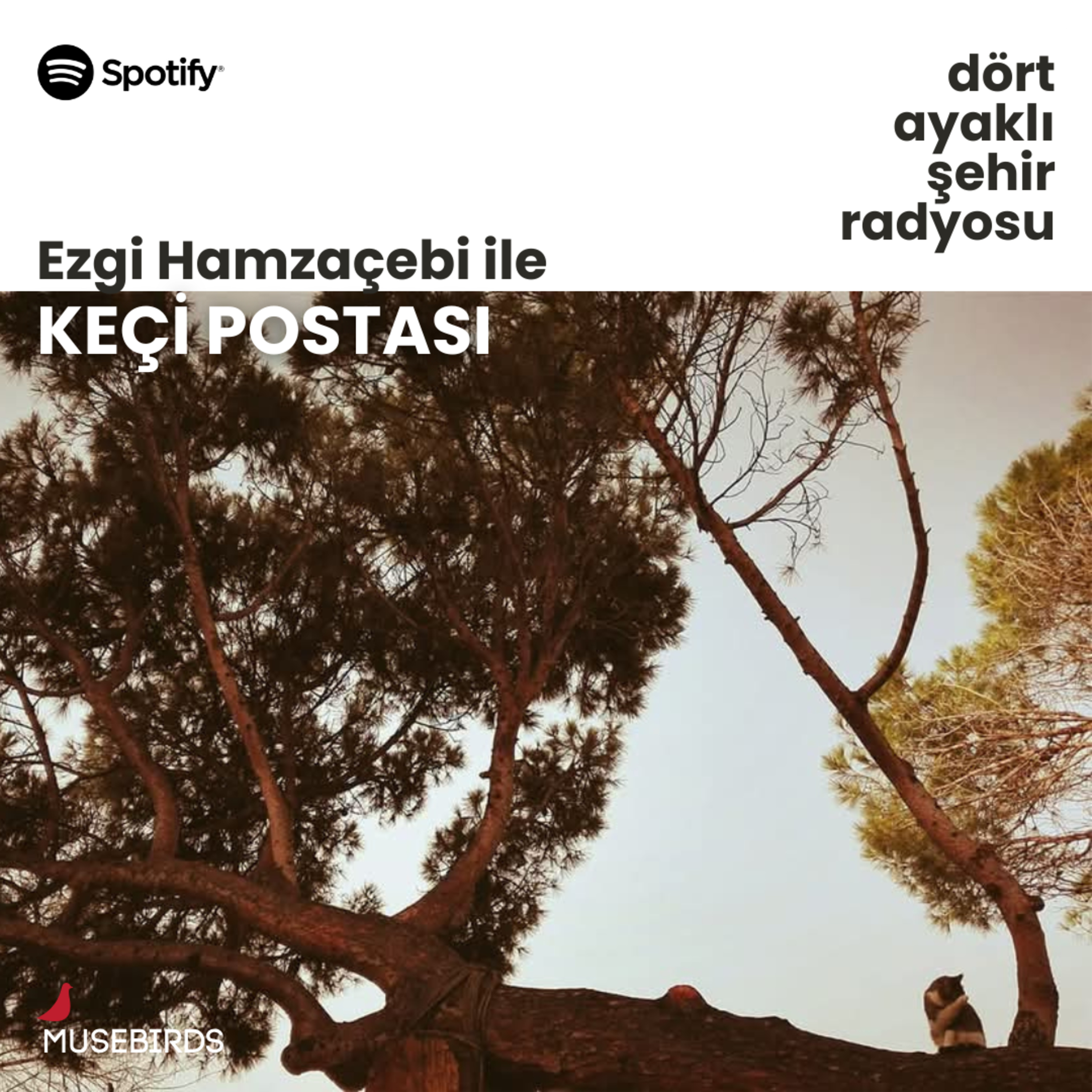 Keçi Postası - Ezgi Hamzaçebi | Hayvan Mücadelesinden Feminist Mücadeleye Sokağın Vaatleri episode artwork