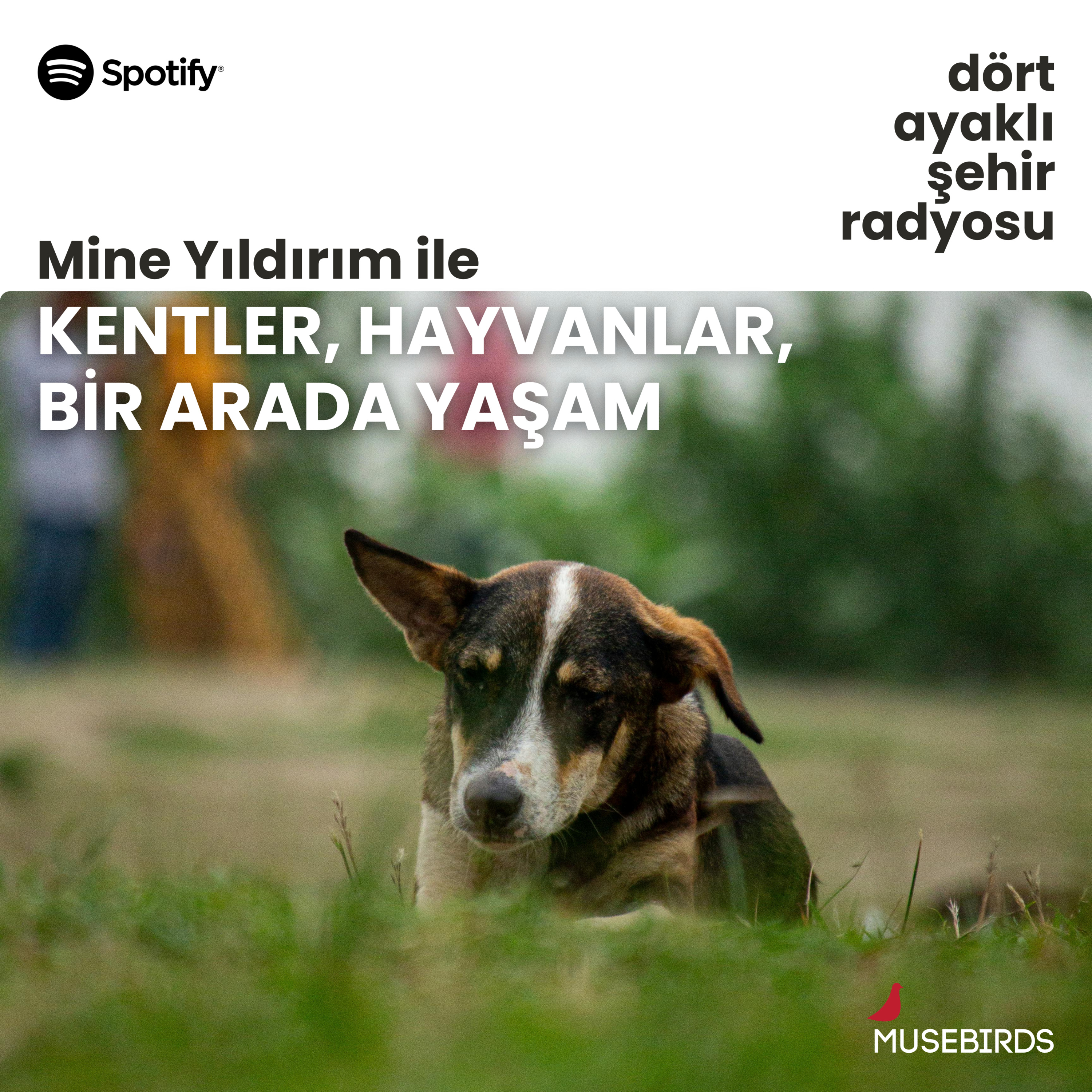Kentler, Hayvanlar, Bir Arada Yaşam - Mine Yıldırım | Sokak hayvanları için tarihi gün: Katliam, Anayasa Mahkemesinde episode artwork
