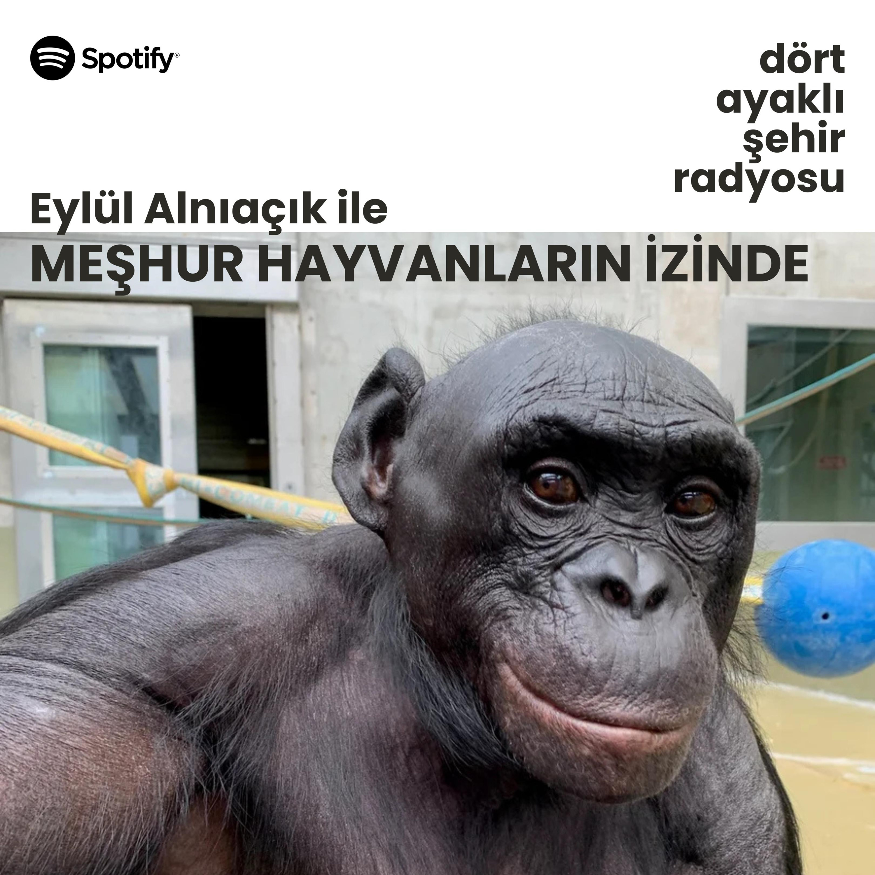 Meşhur Hayvanların izinde - Eylül Alnıaçık | Sosyal Kanzi episode artwork