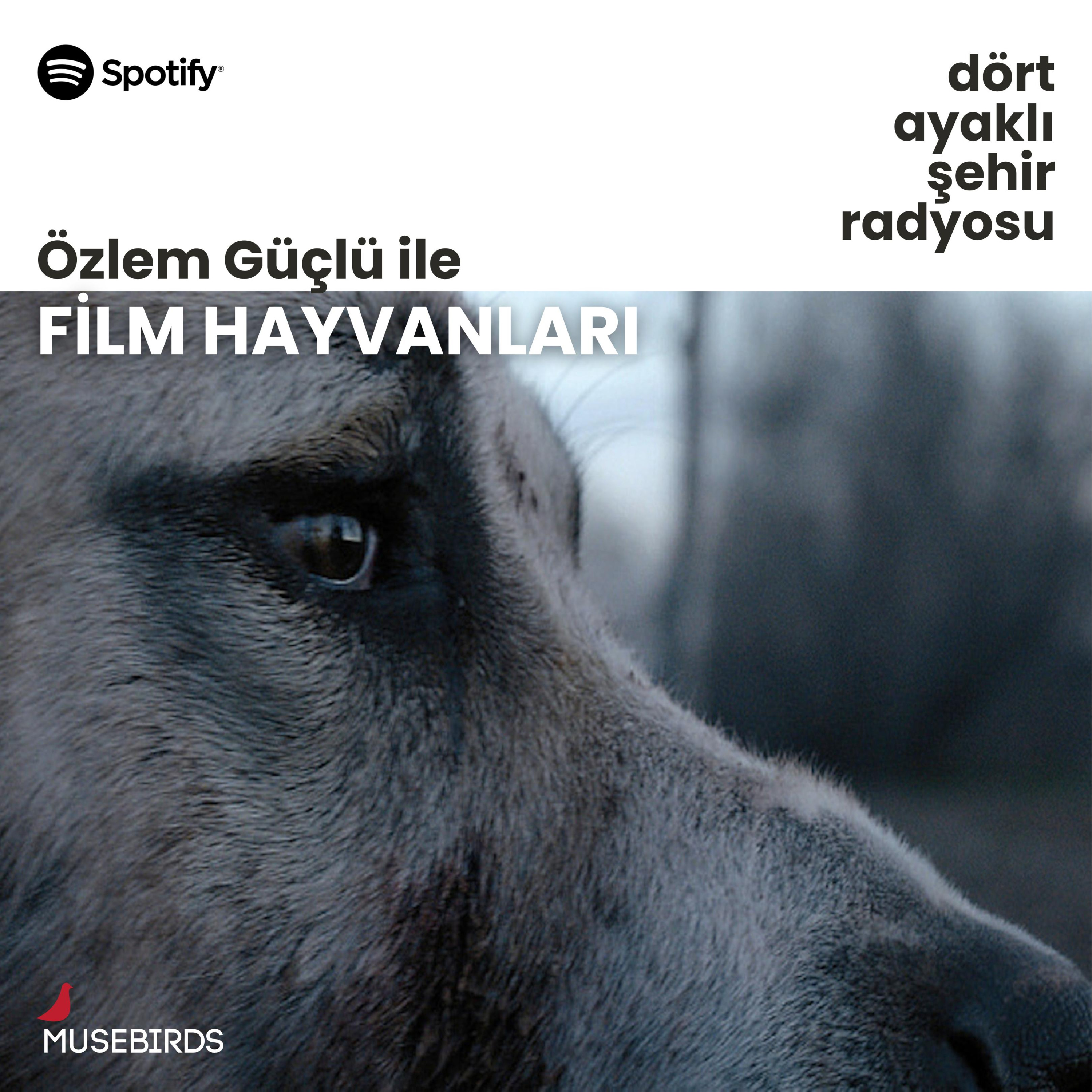 Dört Ayaklı Şehir Radyosu
