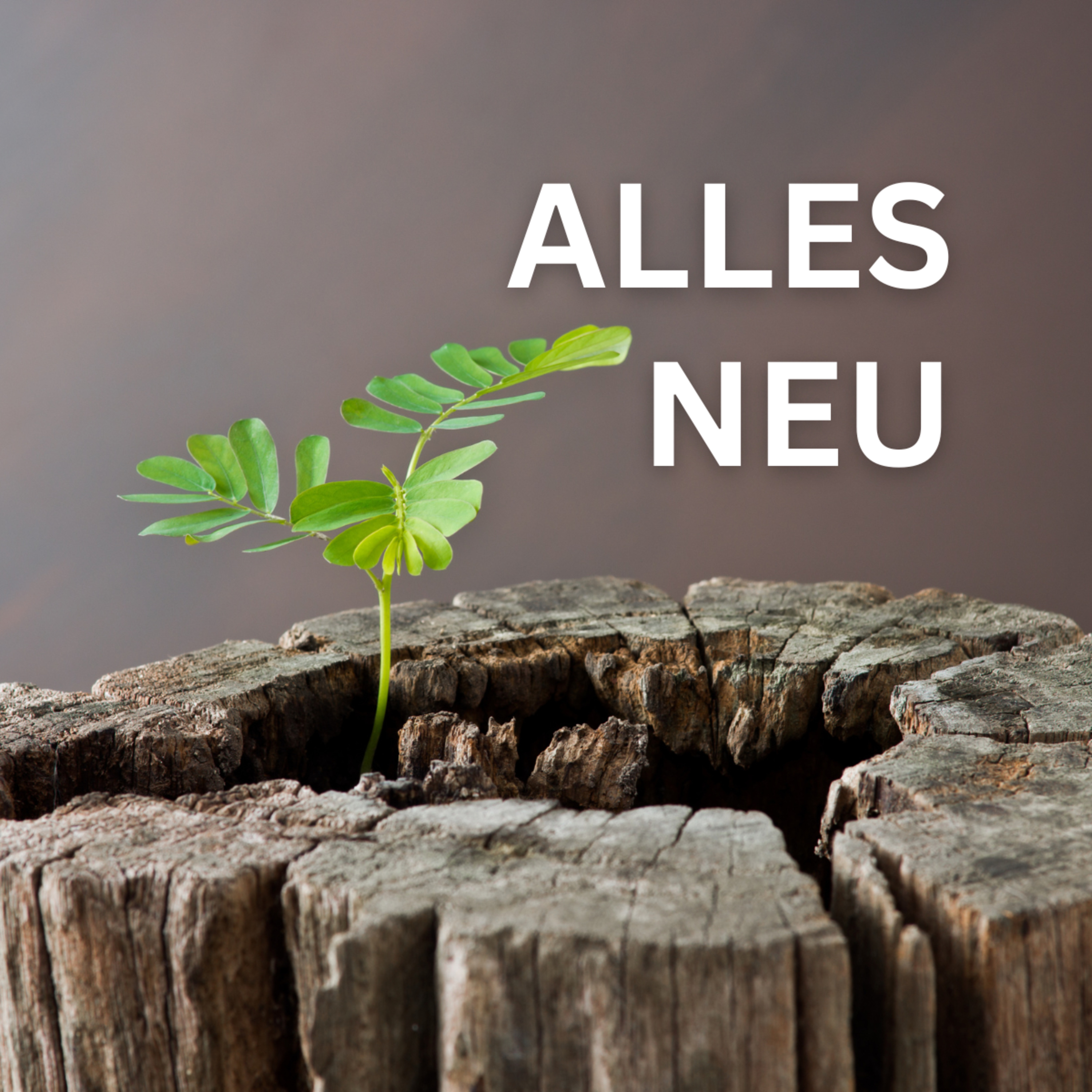 Alles Neu episode artwork