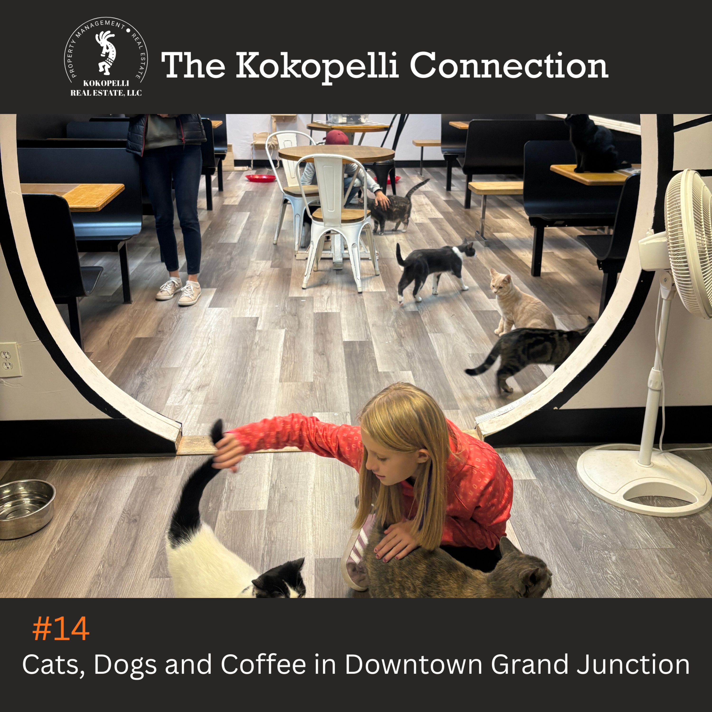 Cats, Dogs and Coffee in Downtown Grand Junction