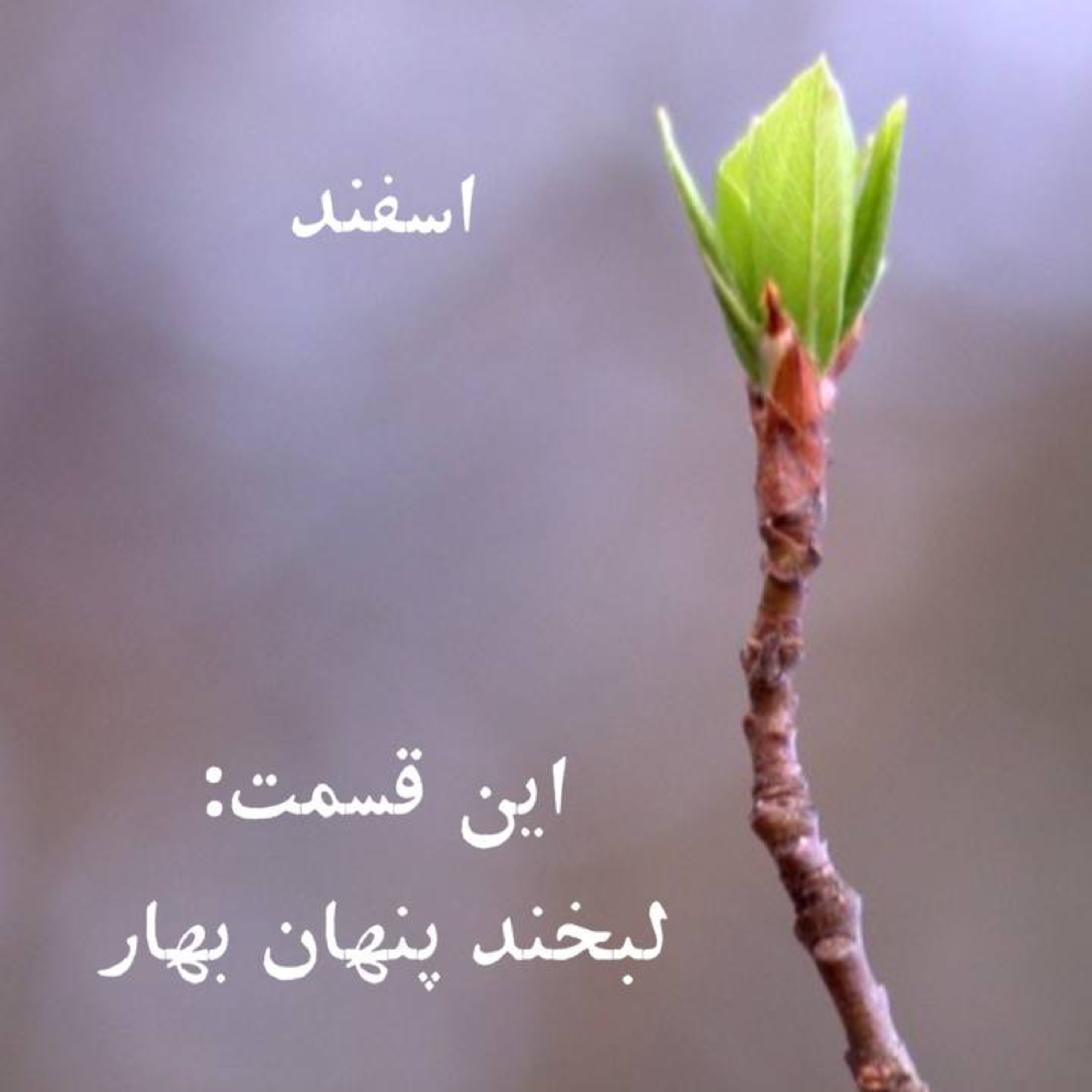 پادکست اسفند ماه ( لبخند پنهان بهار) episode artwork