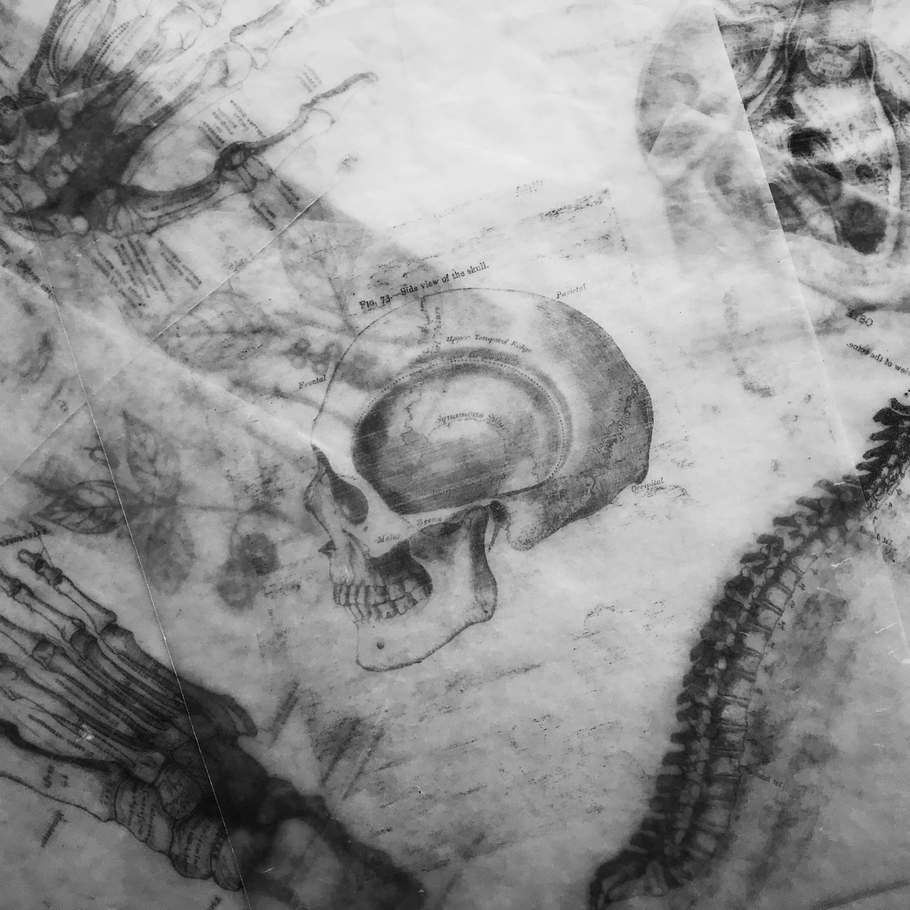 Skeletal system introduction episode artwork