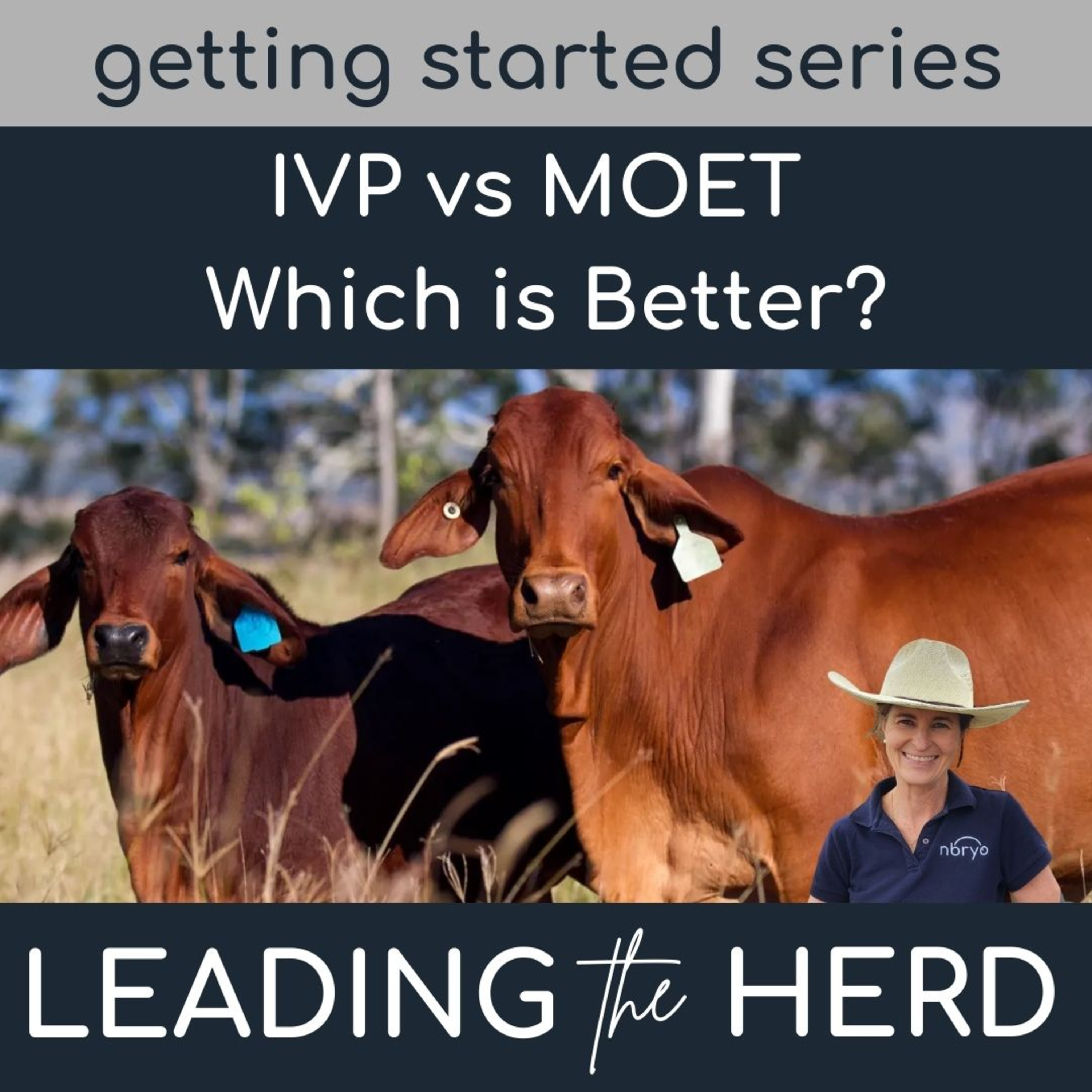 Leading the Herd - Innovations in Bovine Breeding