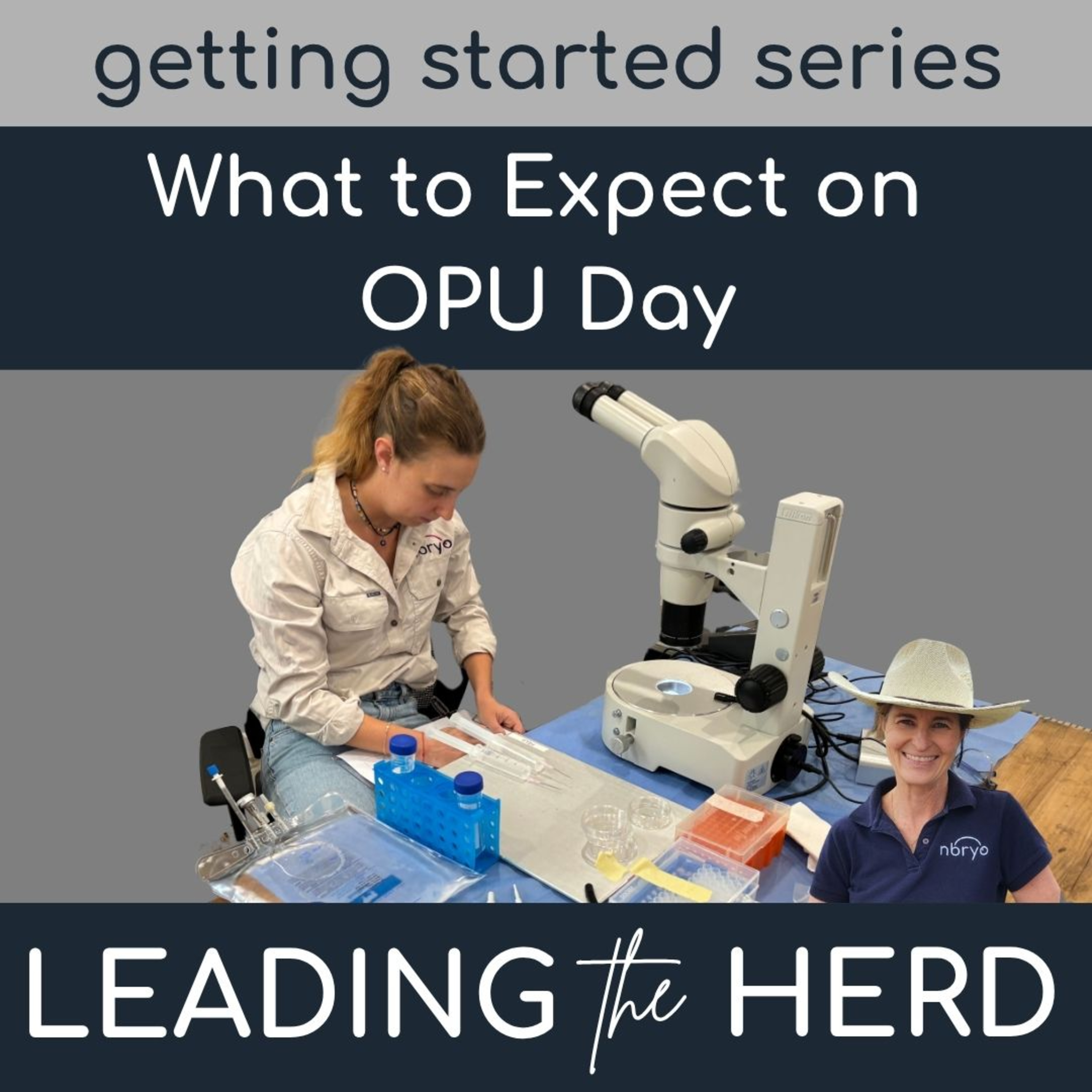 Leading the Herd - Innovations in Bovine Breeding