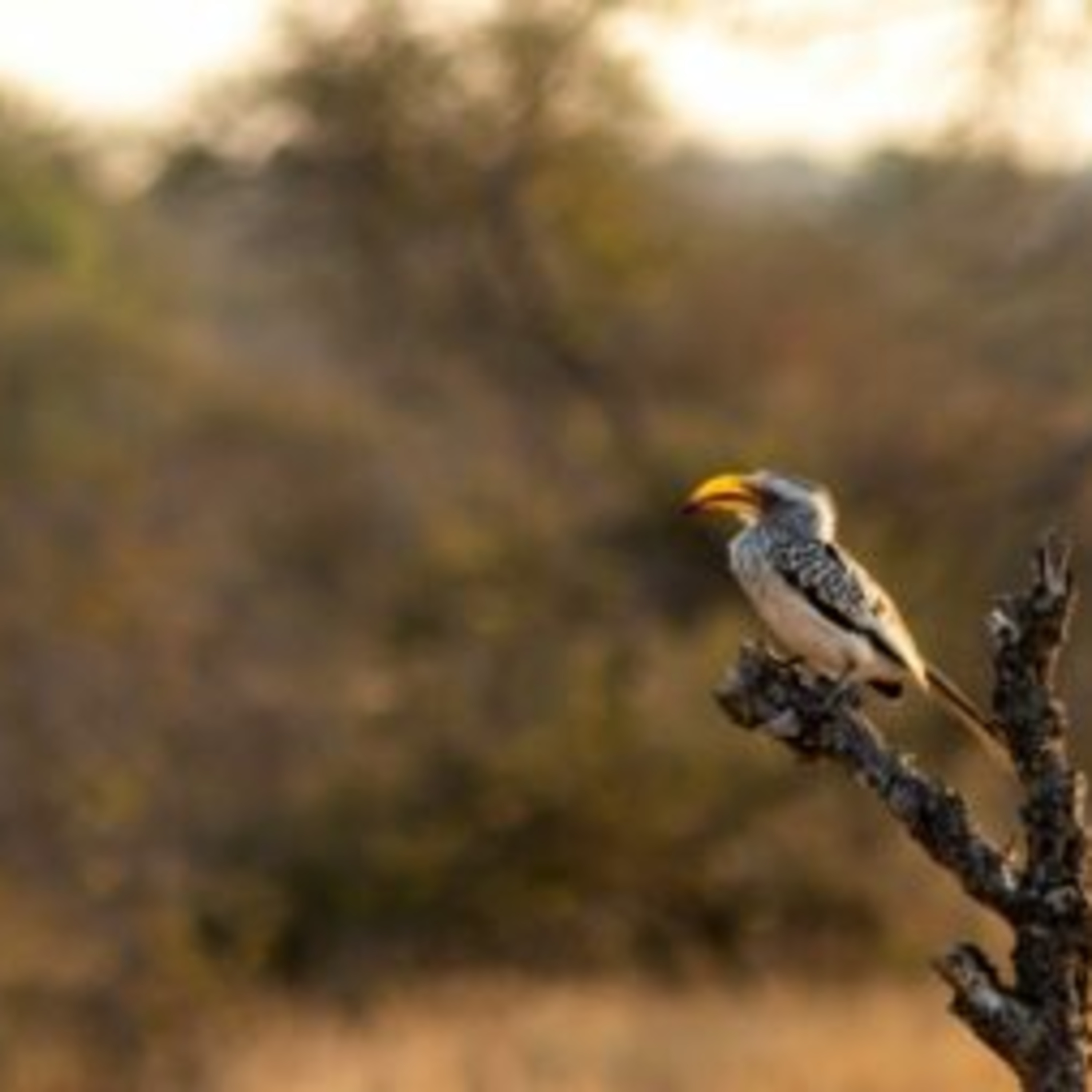 Your Complete Guide to Sabi Sands Game Reserve episode artwork