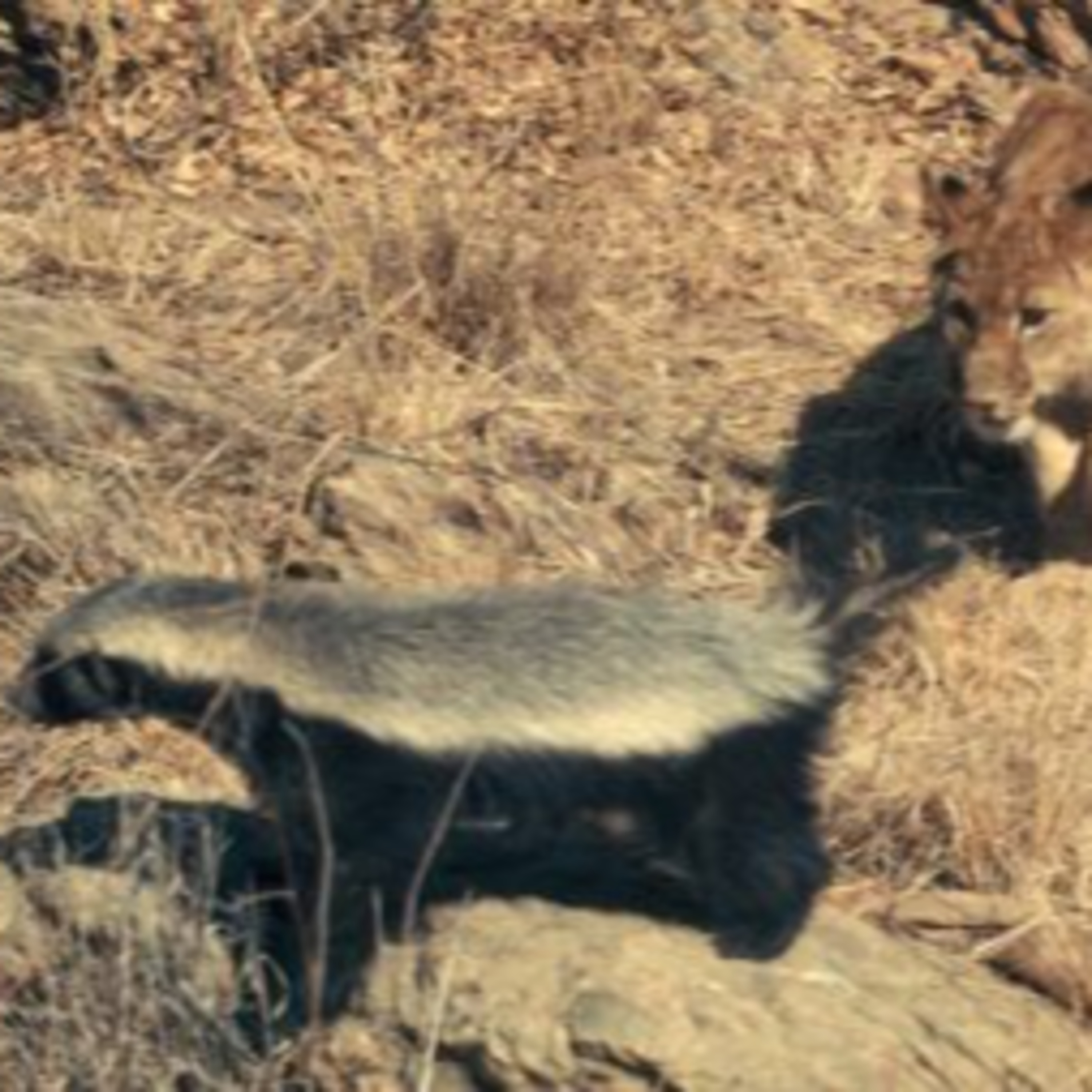 10 Honey Badger Facts You Might Not Know episode artwork