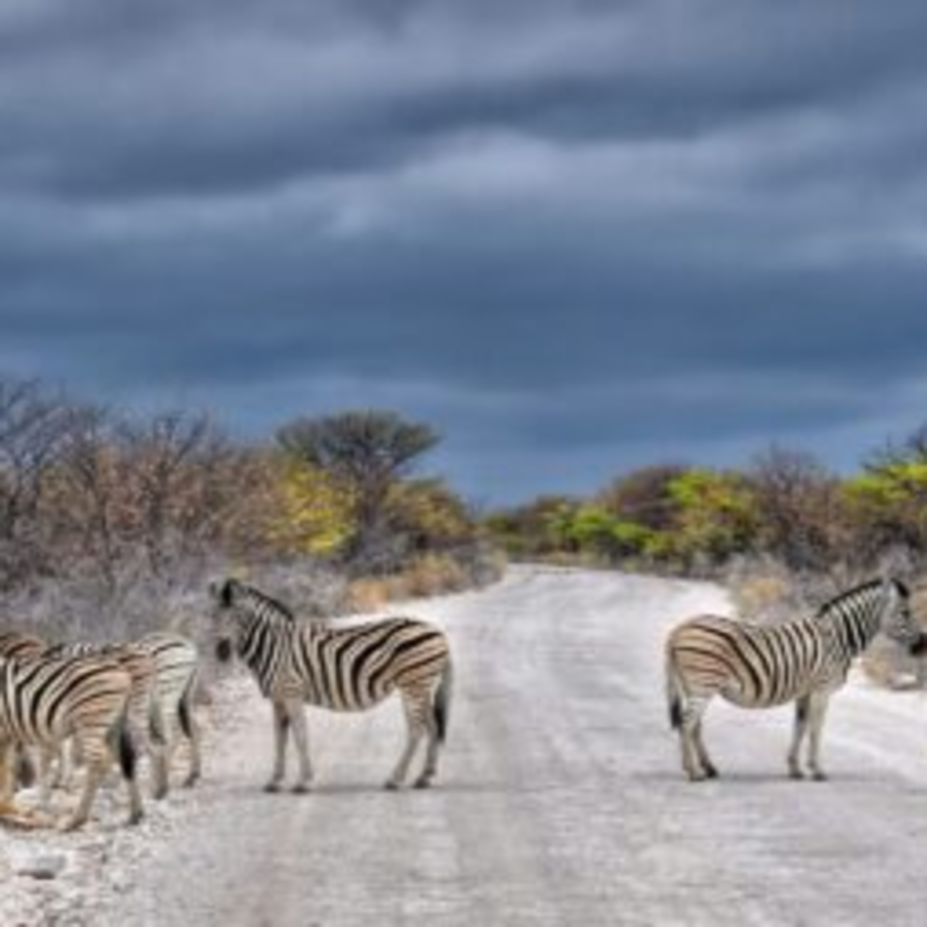 Africa in December – A Guide to Southern Africa’s Best Destinations episode artwork