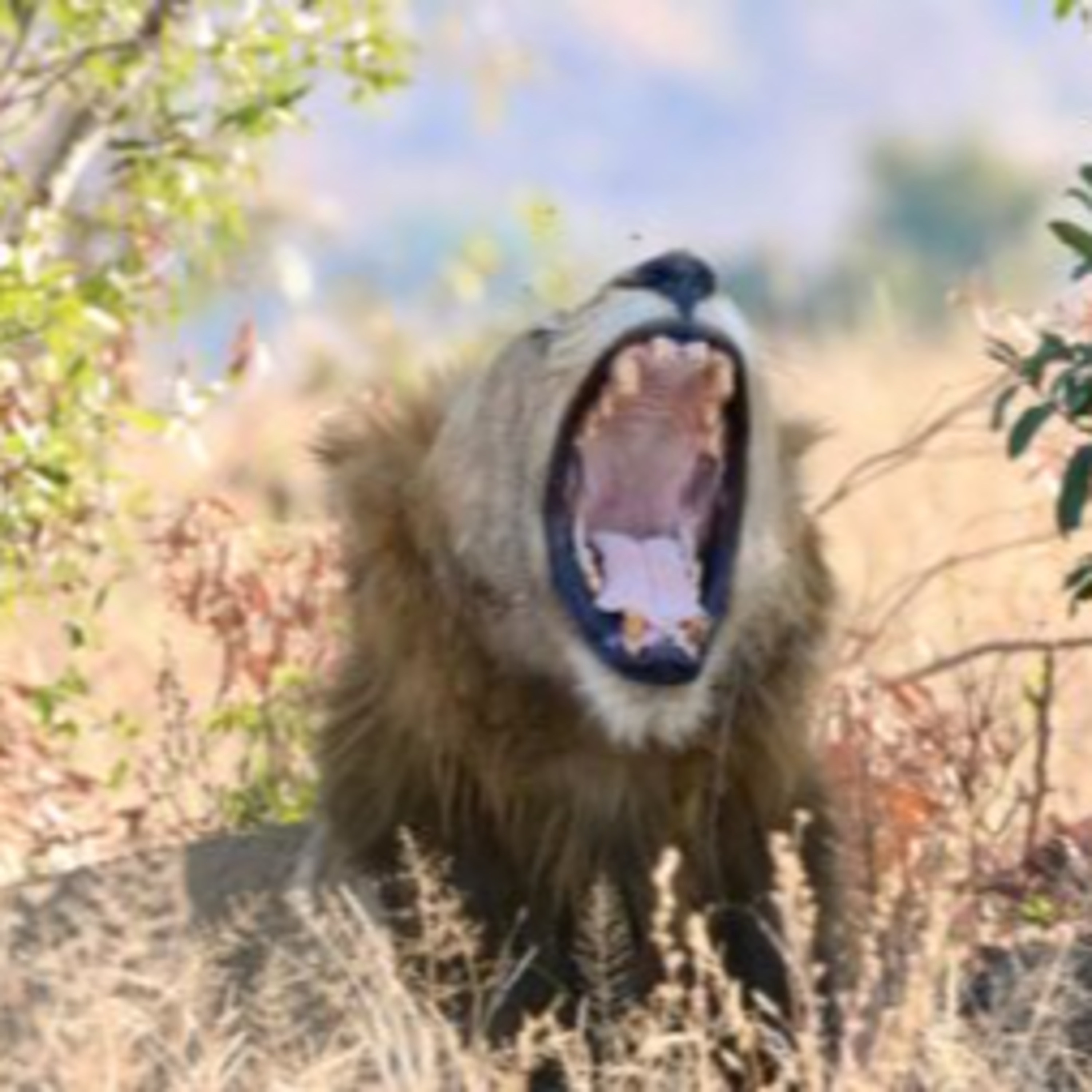 Seasonal Safaris – A Guide to Visiting the Kruger Throughout the Year episode artwork