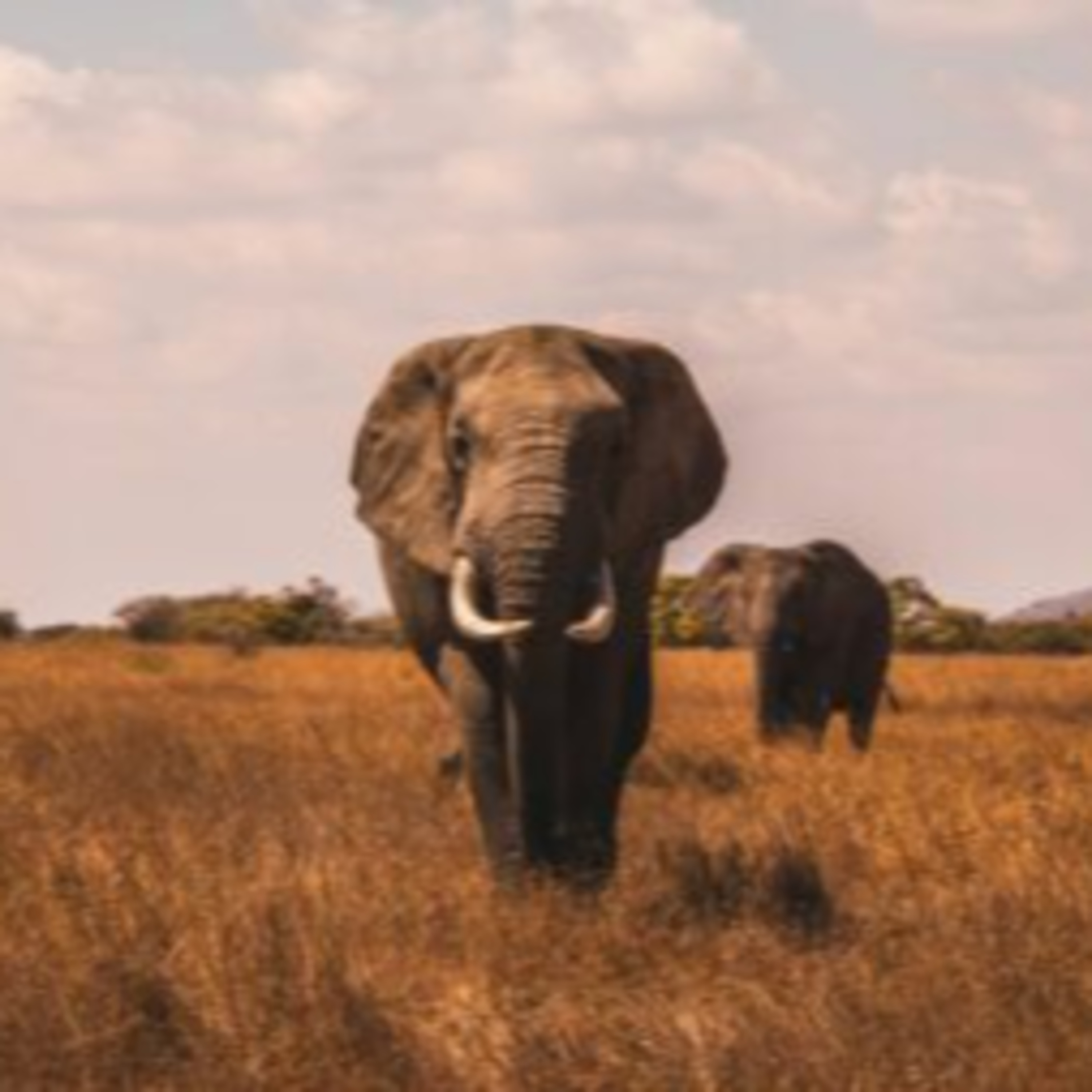 How Safe Is an African Safari? What Every Traveller Should Know episode artwork