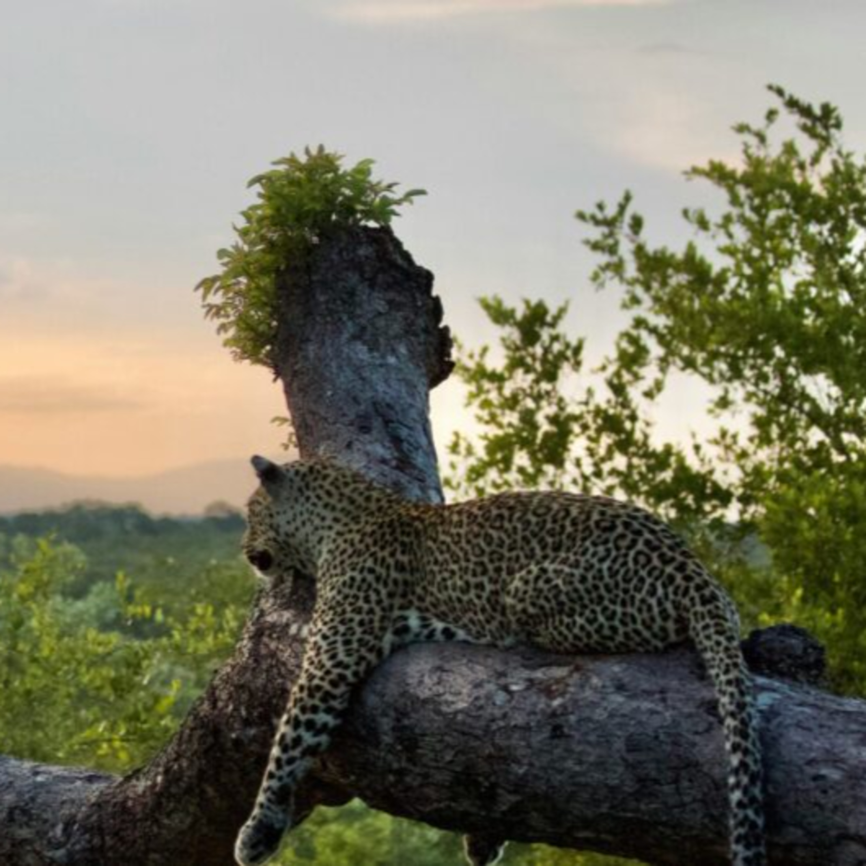 Kruger National Park vs Private Game Reserves: Which Safari Experience Is Right for You? episode artwork