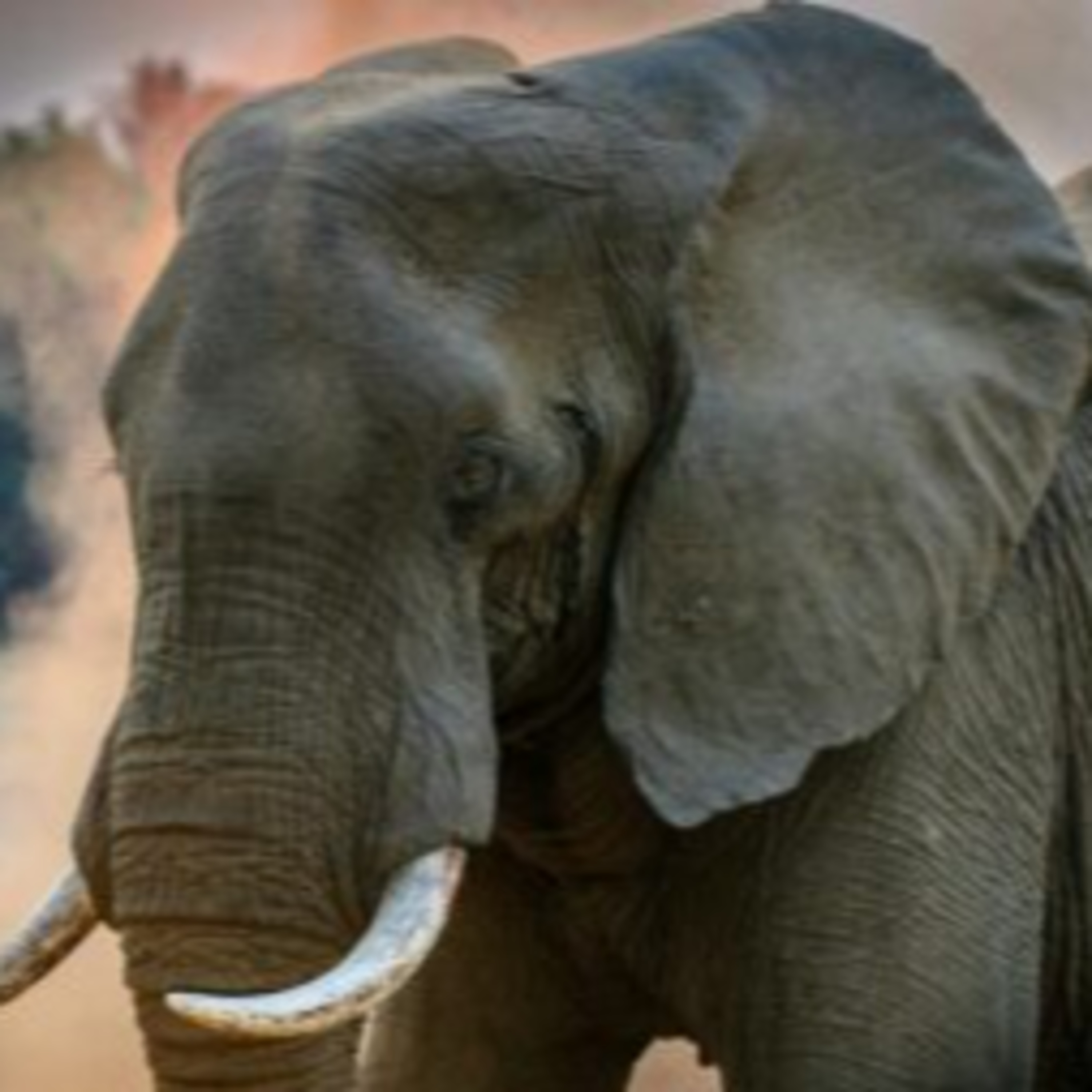 Exclusive Safari Experiences: Private Concessions in Africa episode artwork