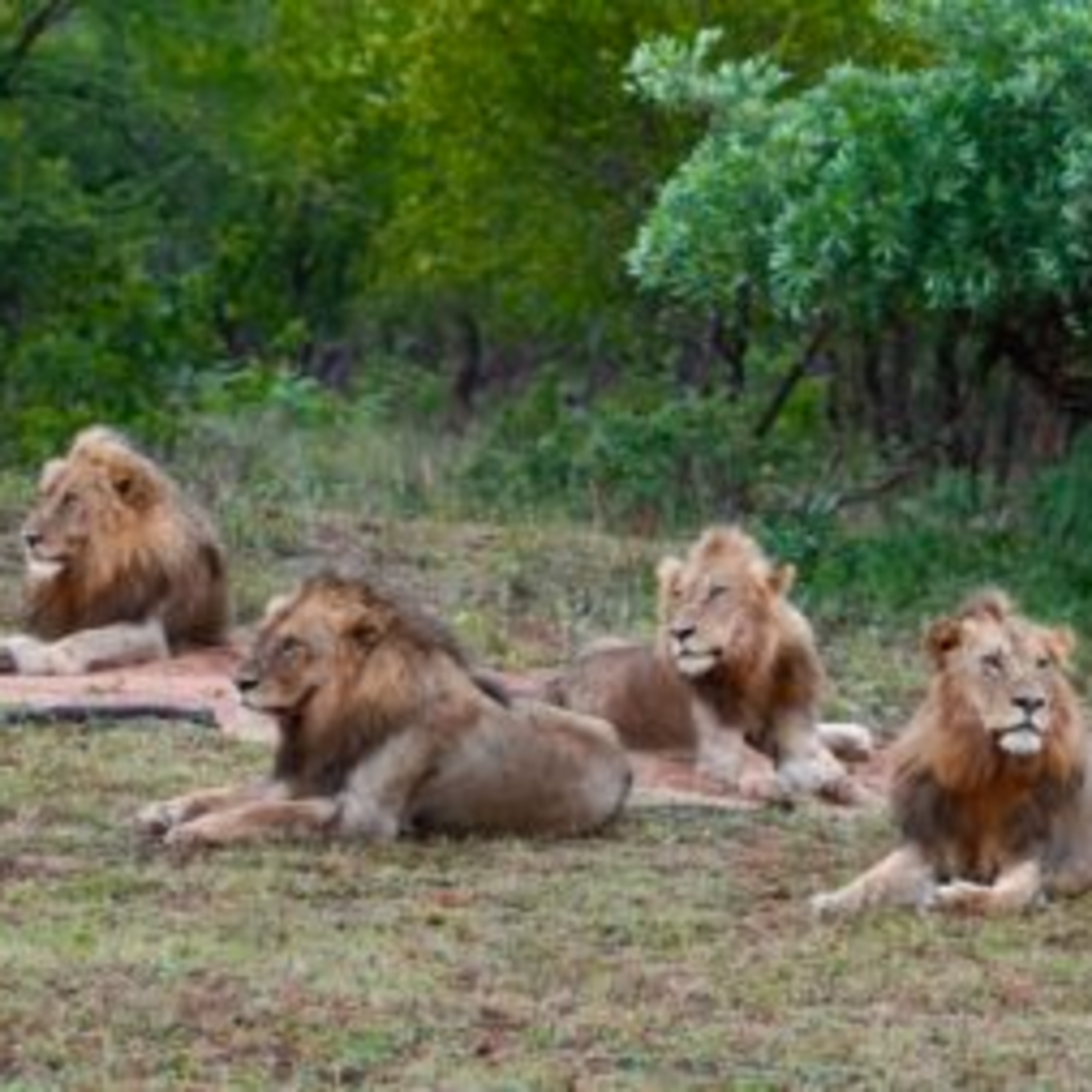 7 Wildly Good Reasons to Pick a Private Safari Concession for Your Holiday episode artwork