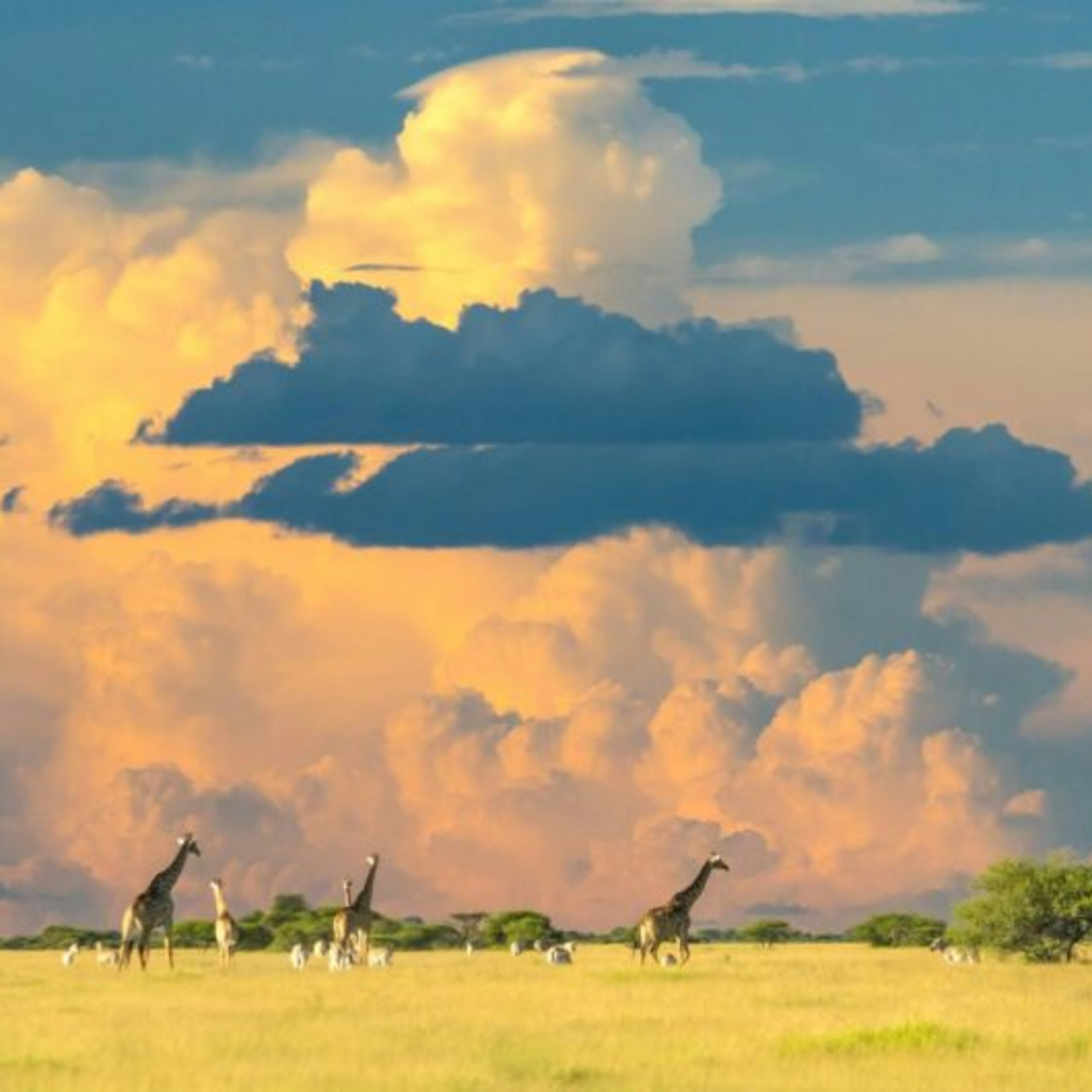Botswana African Safari: The Ultimate Guide for 2025 episode artwork