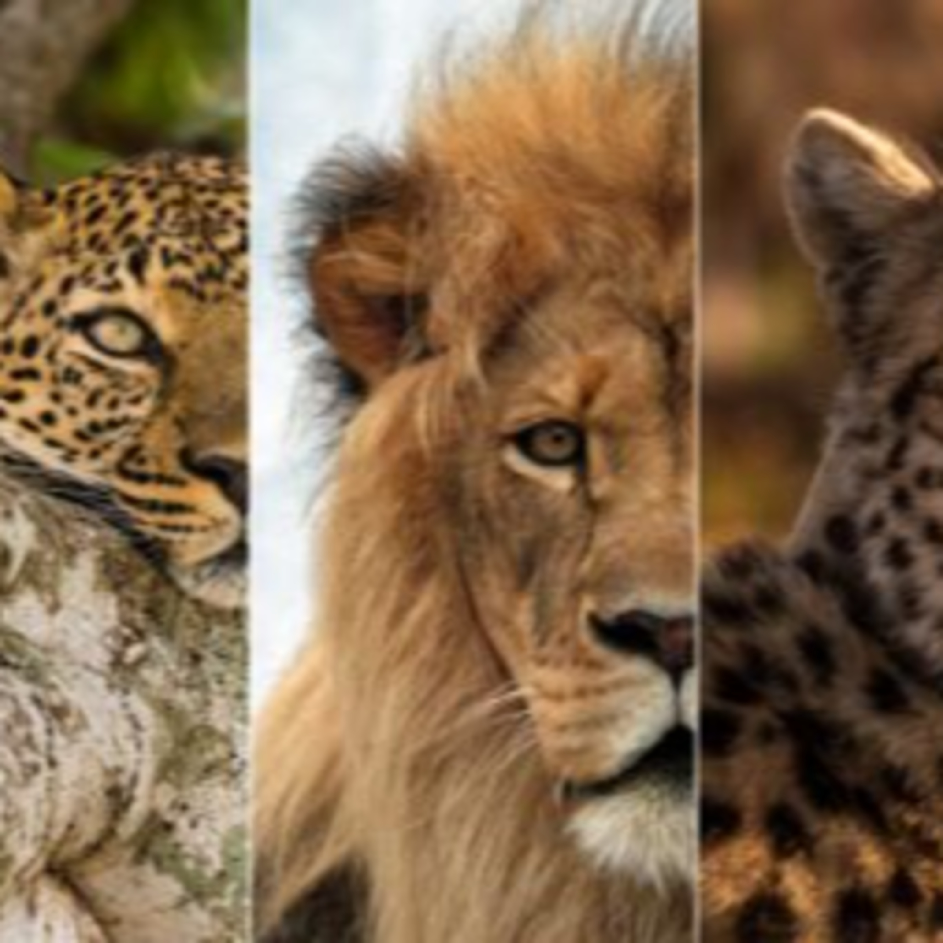 Big Cat Safaris: The Kruger and Beyond episode artwork