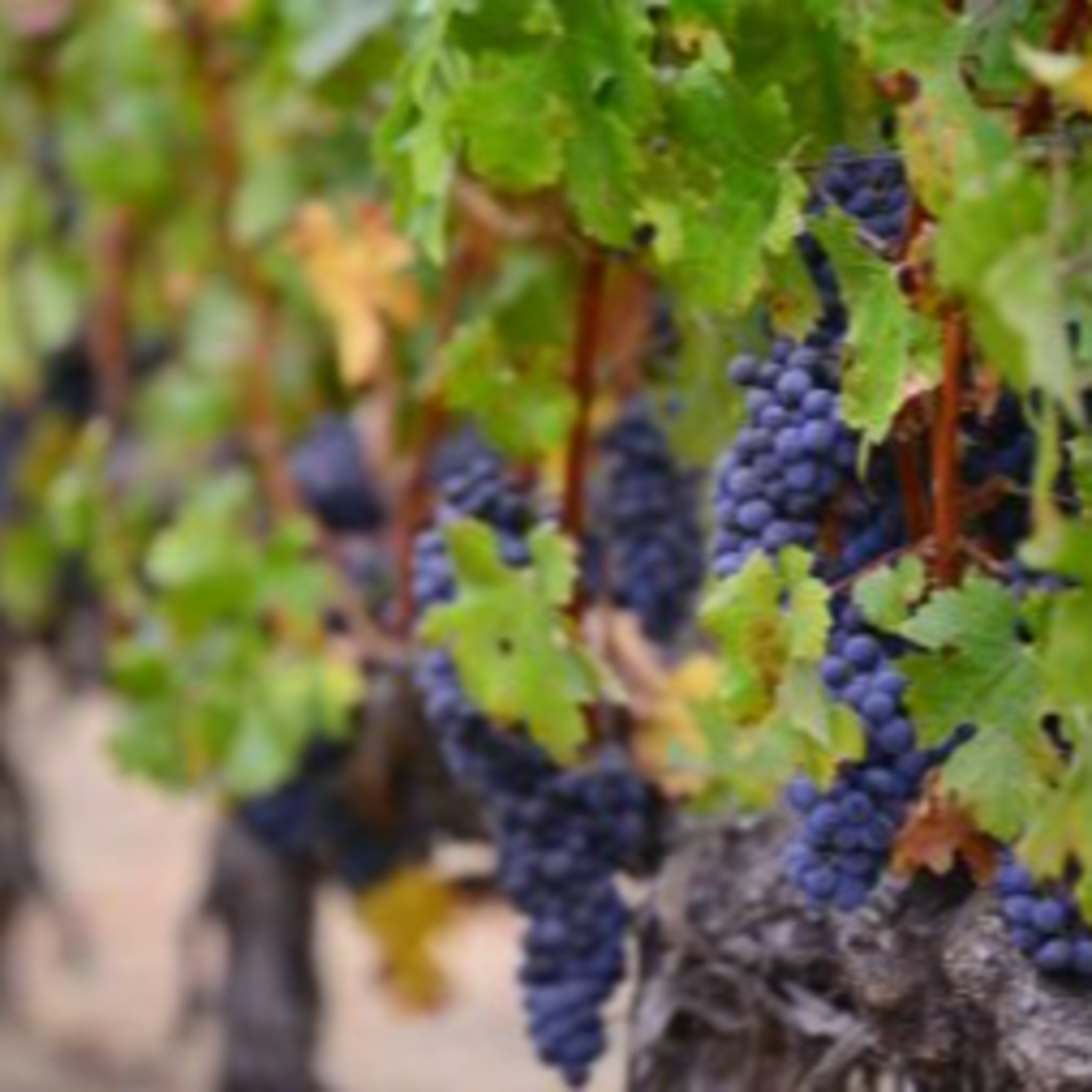 Exploring Boschendal, Montagu, Tulbagh and Beyond episode artwork