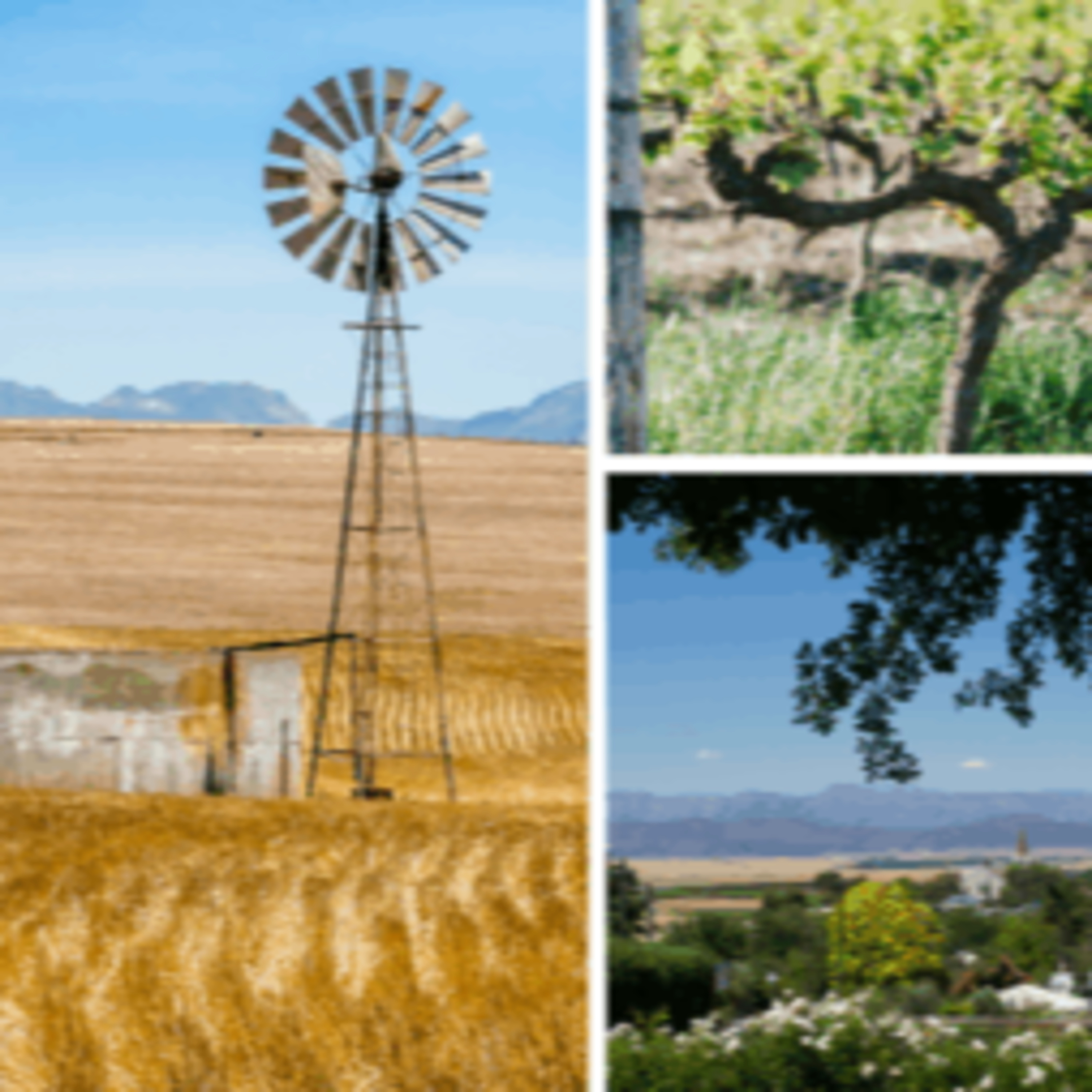 The Swartland in Focus episode artwork