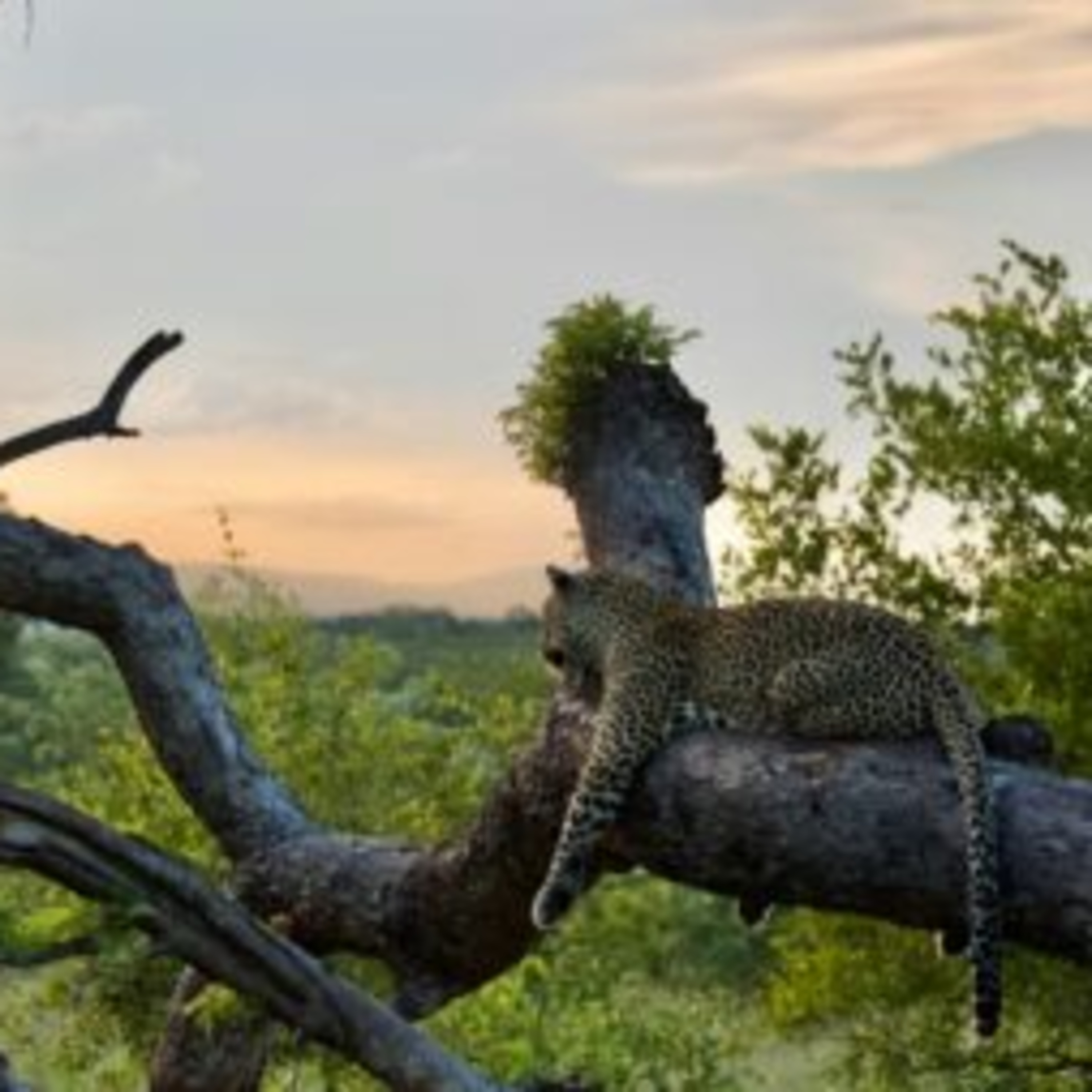 Private Safari in South Africa: Why It’s the Ultimate Luxury episode artwork