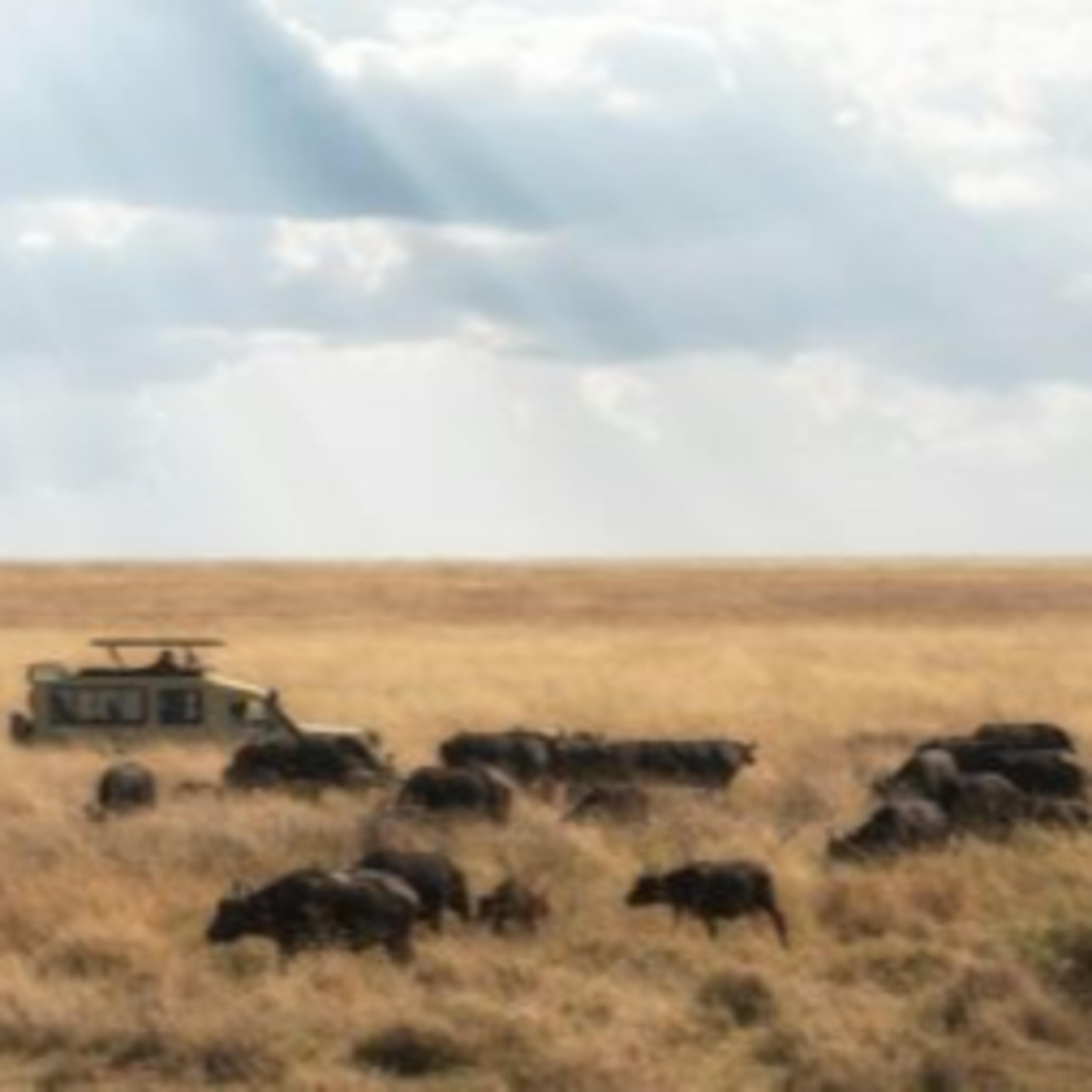 An African Safari in Focus episode artwork