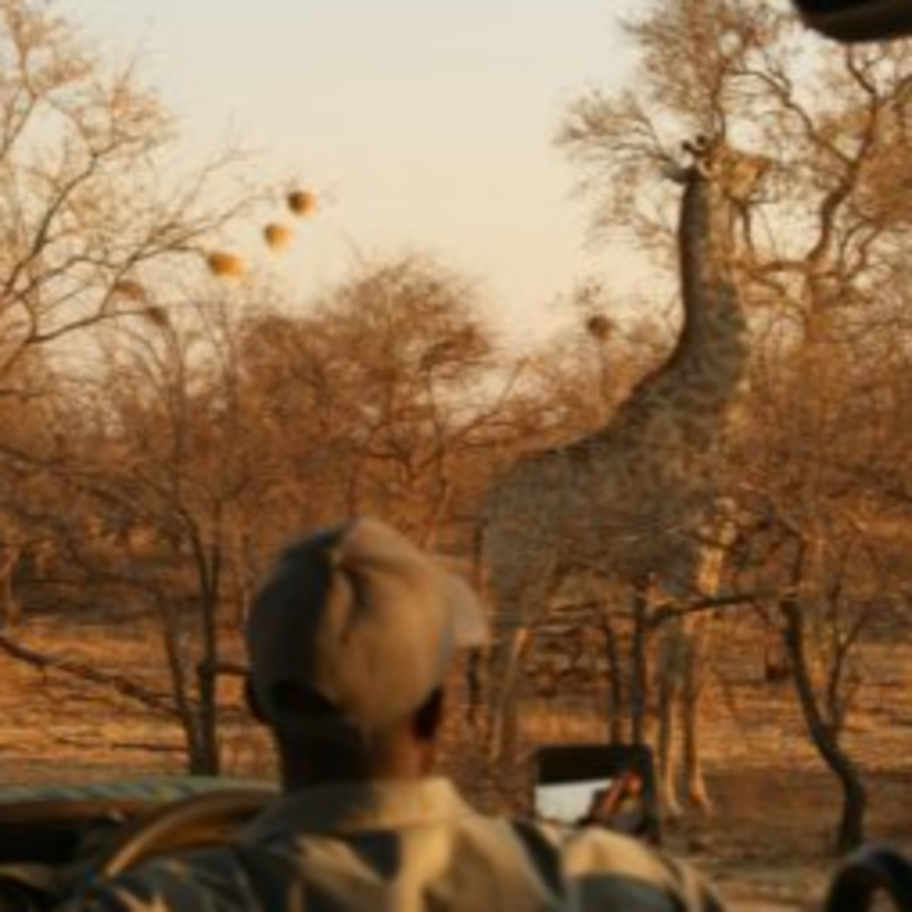 A Zimbabwe Safari: What to Expect episode artwork