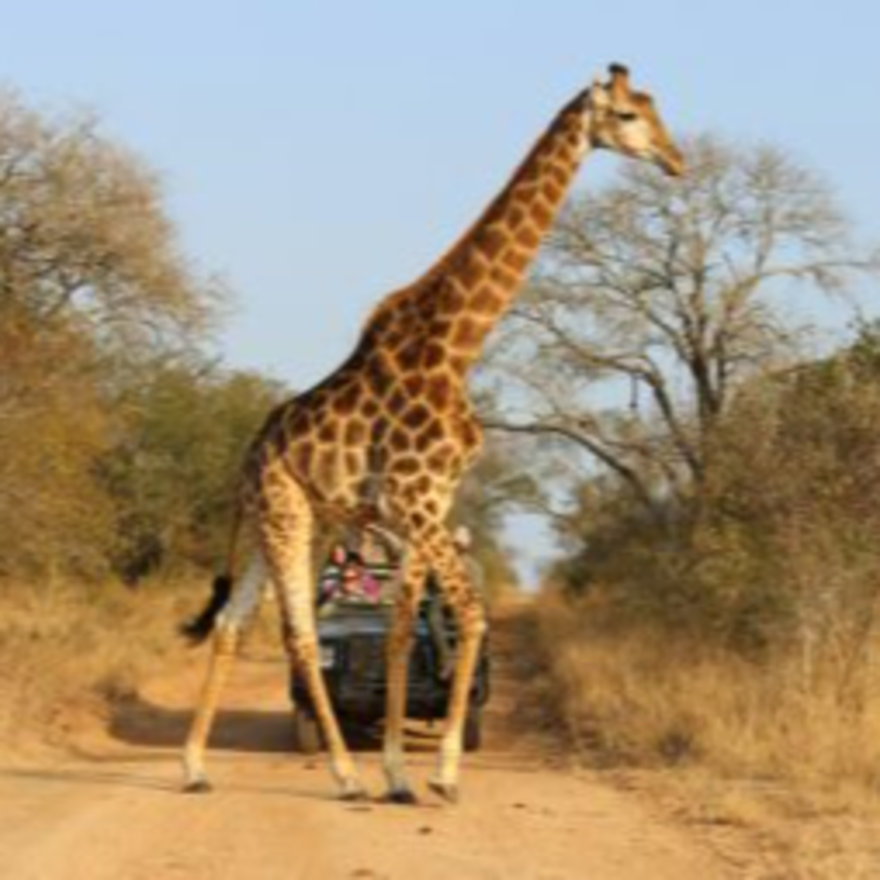 The Best Family Safaris episode artwork