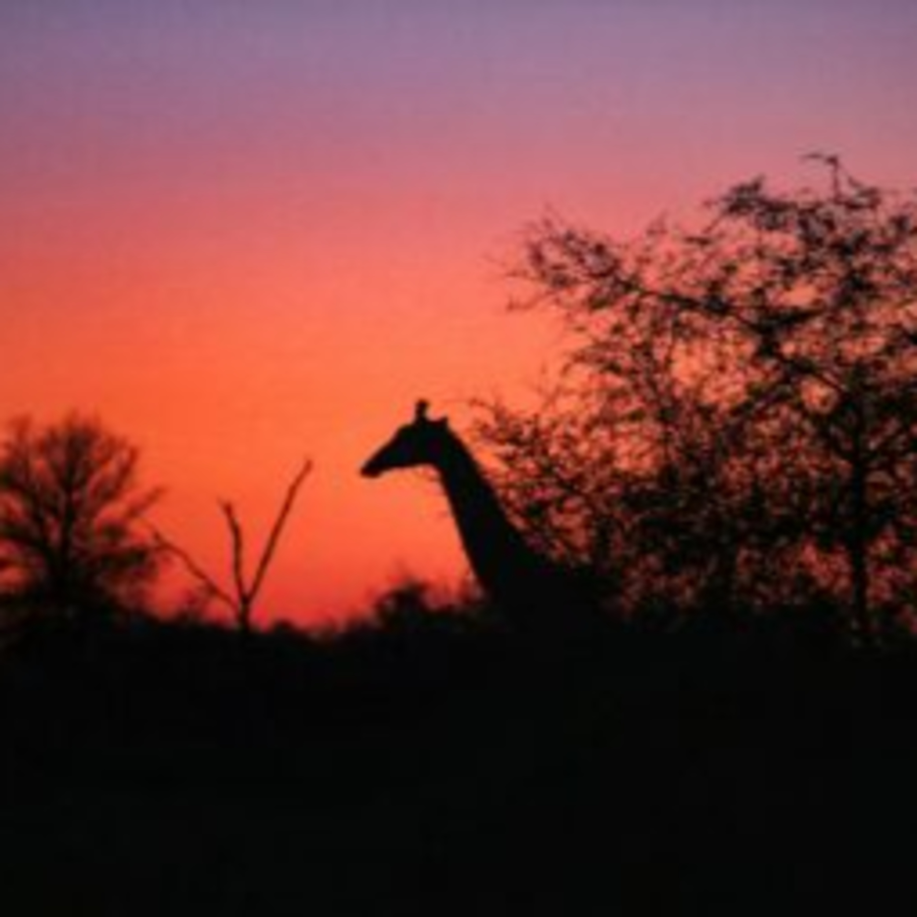 How Big is the Kruger National Park? episode artwork