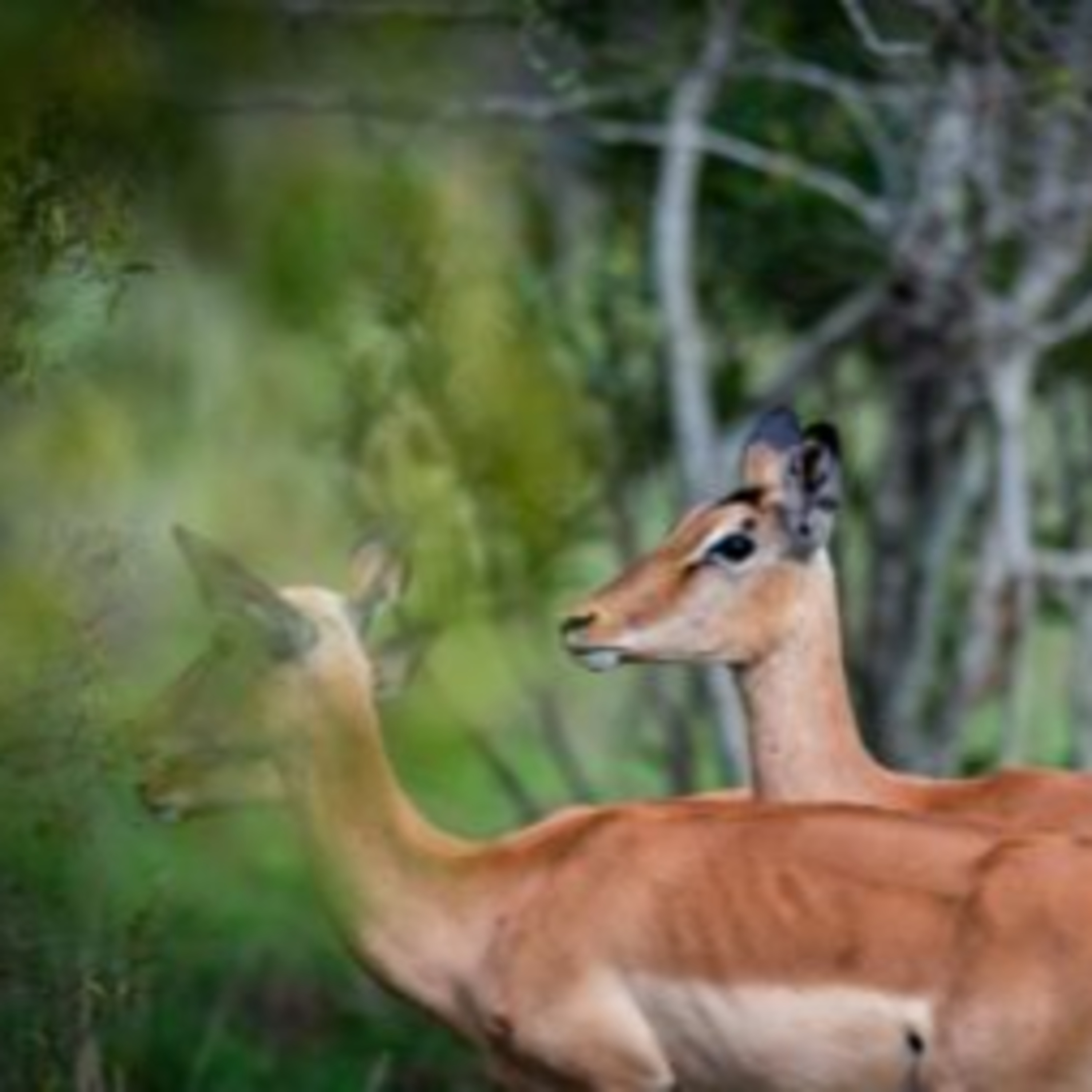 Animal Populations in the Kruger: The Numbers episode artwork