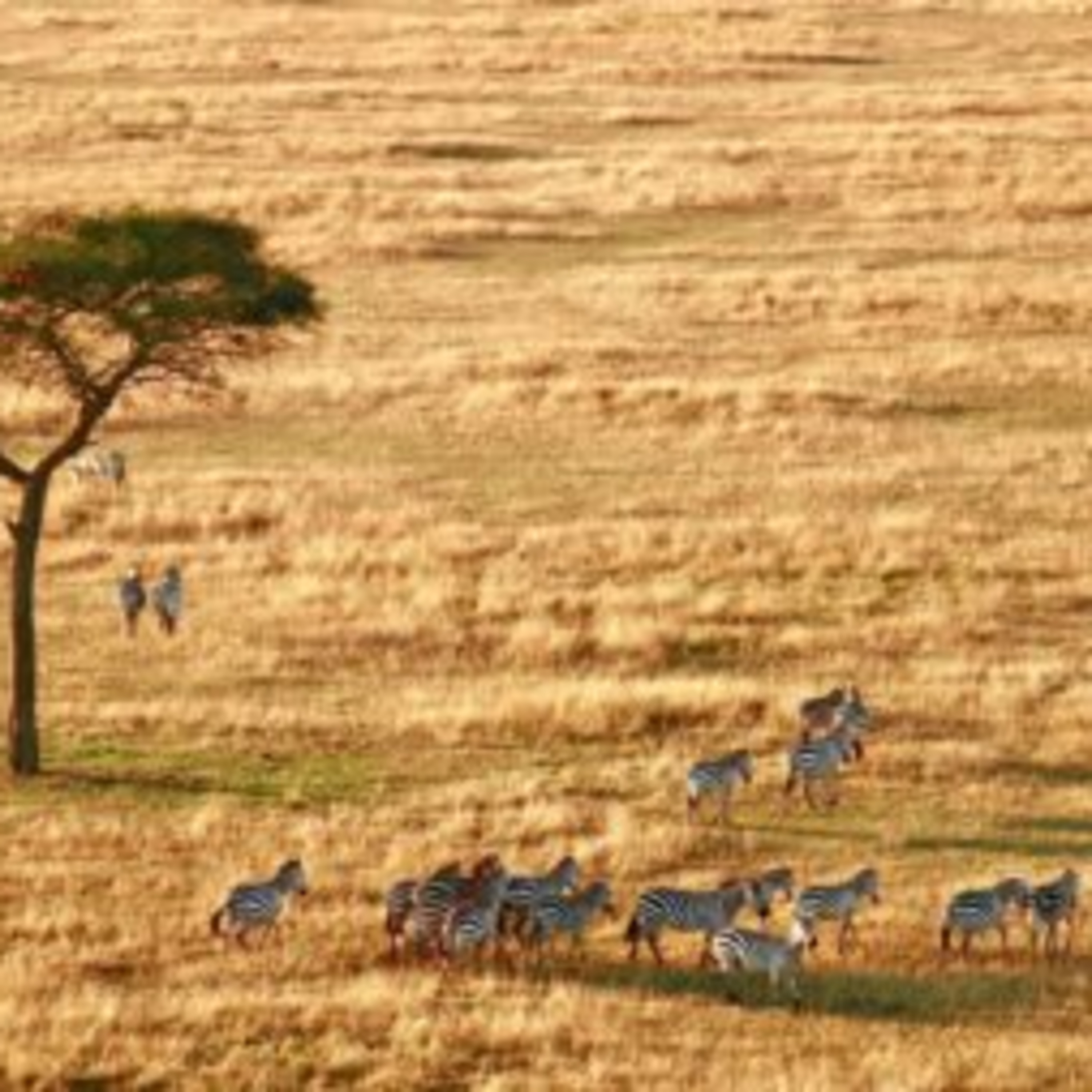 Best Places to Go in Africa in 2026 episode artwork