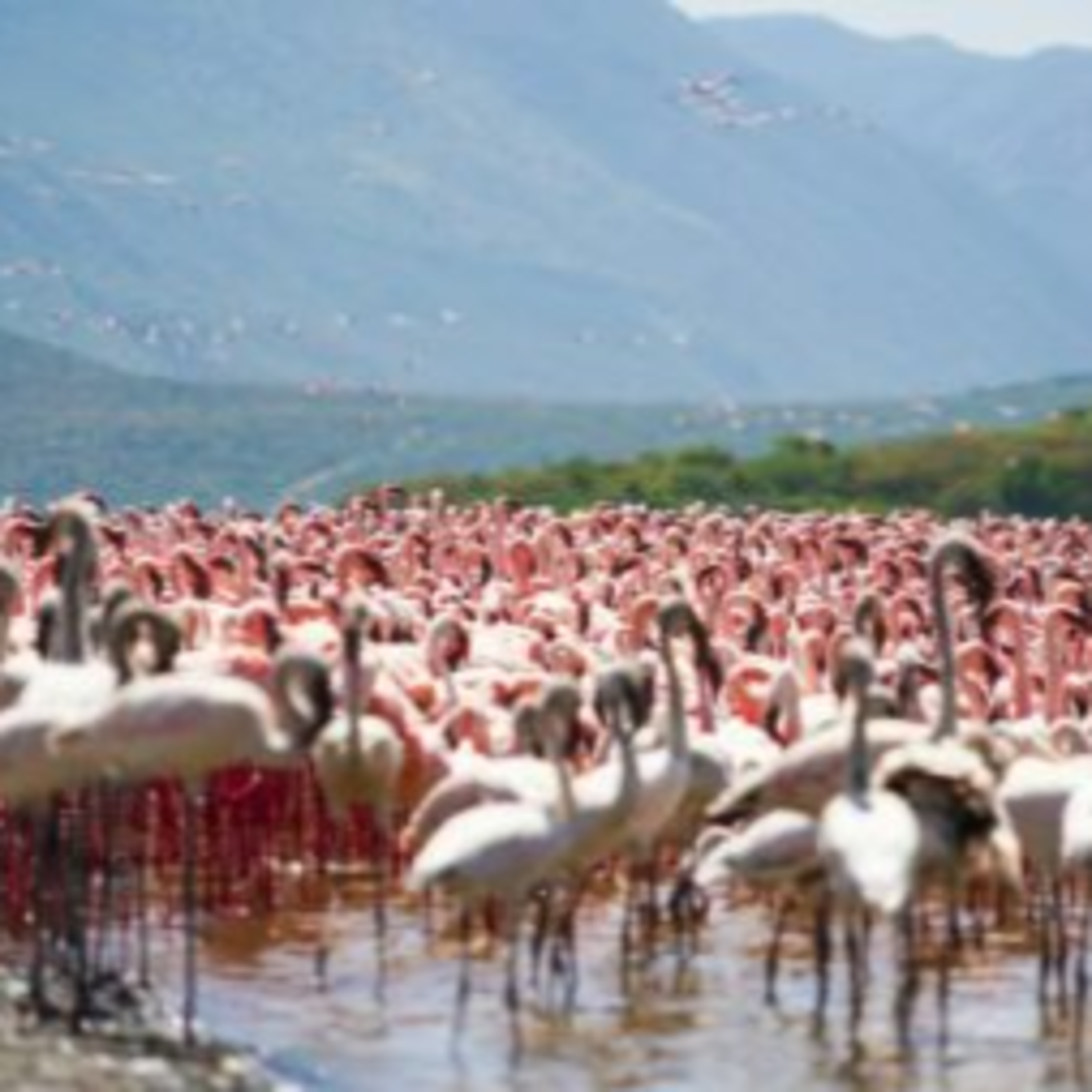 10 Wildlife Migrations to Shape Your Travels in 2026 episode artwork