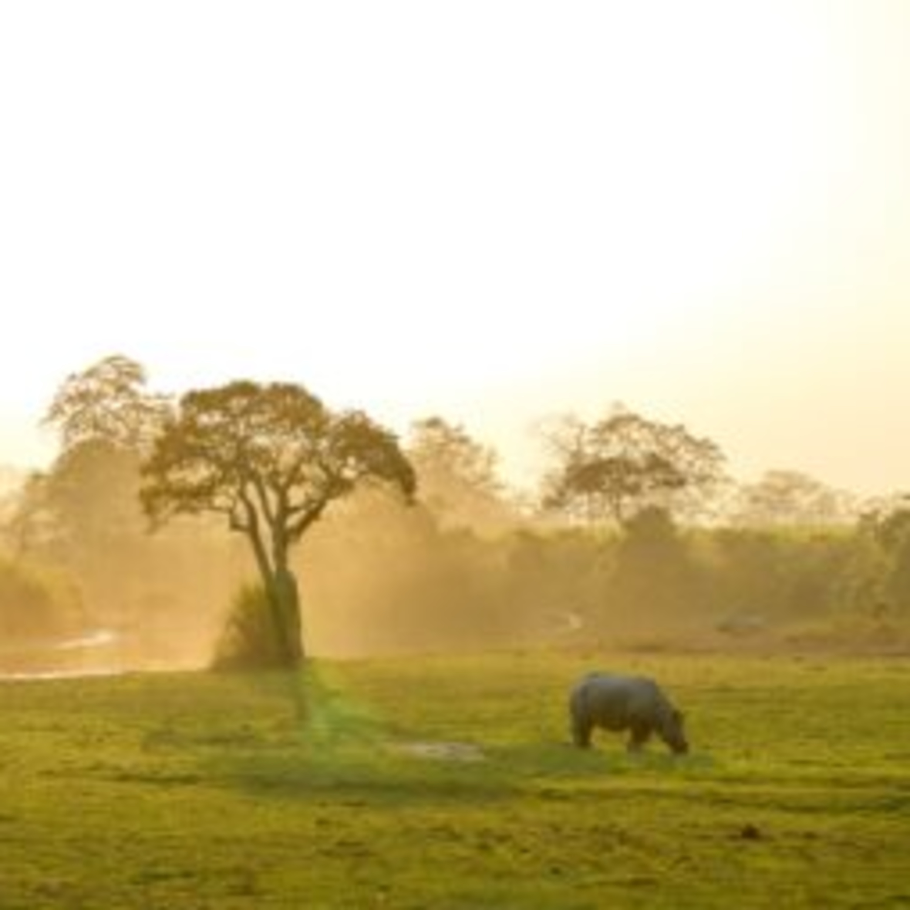 The Ultimate Guide to Luxury African Safari Tours and Packages for 2026 episode artwork