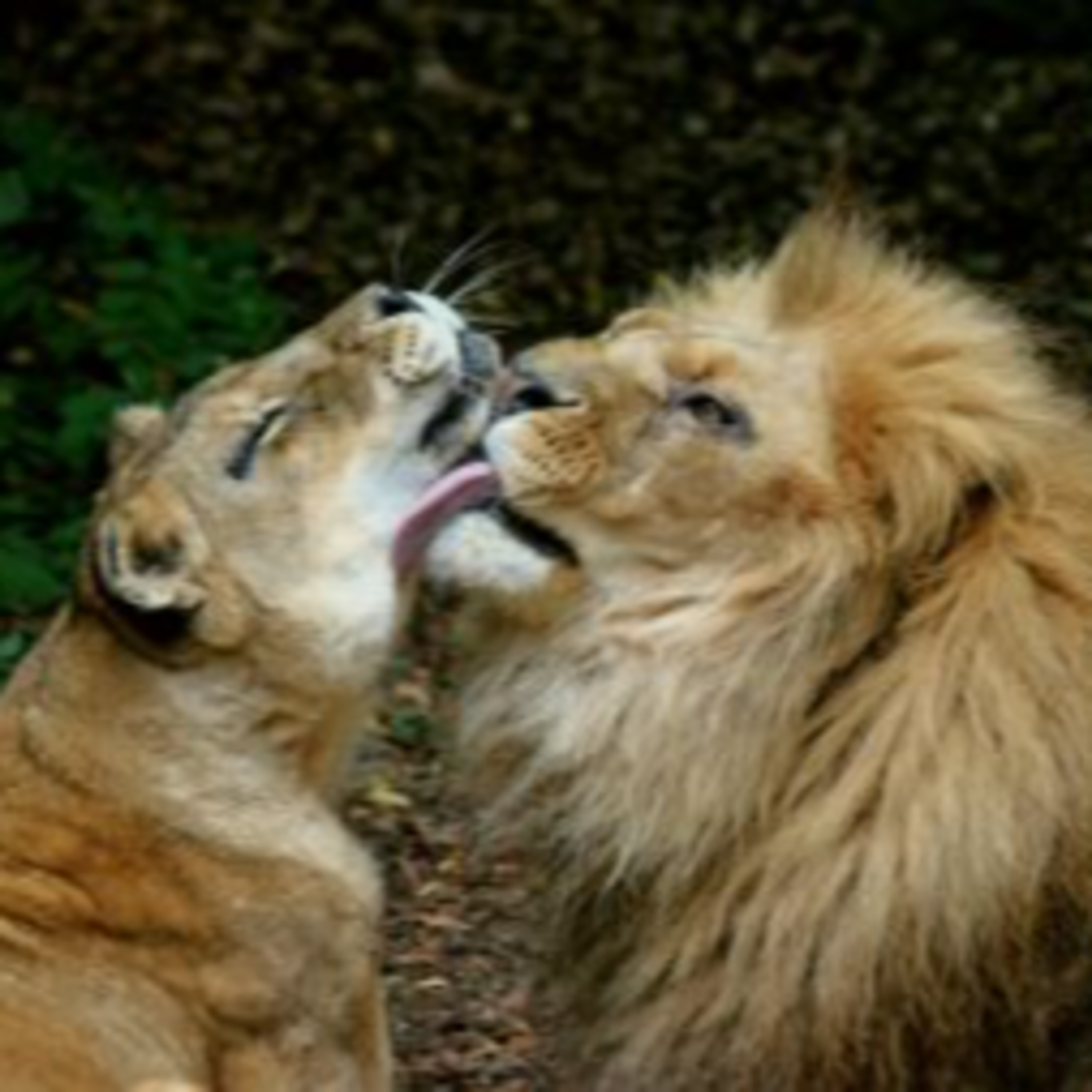 Are Safaris Good for Couples? episode artwork