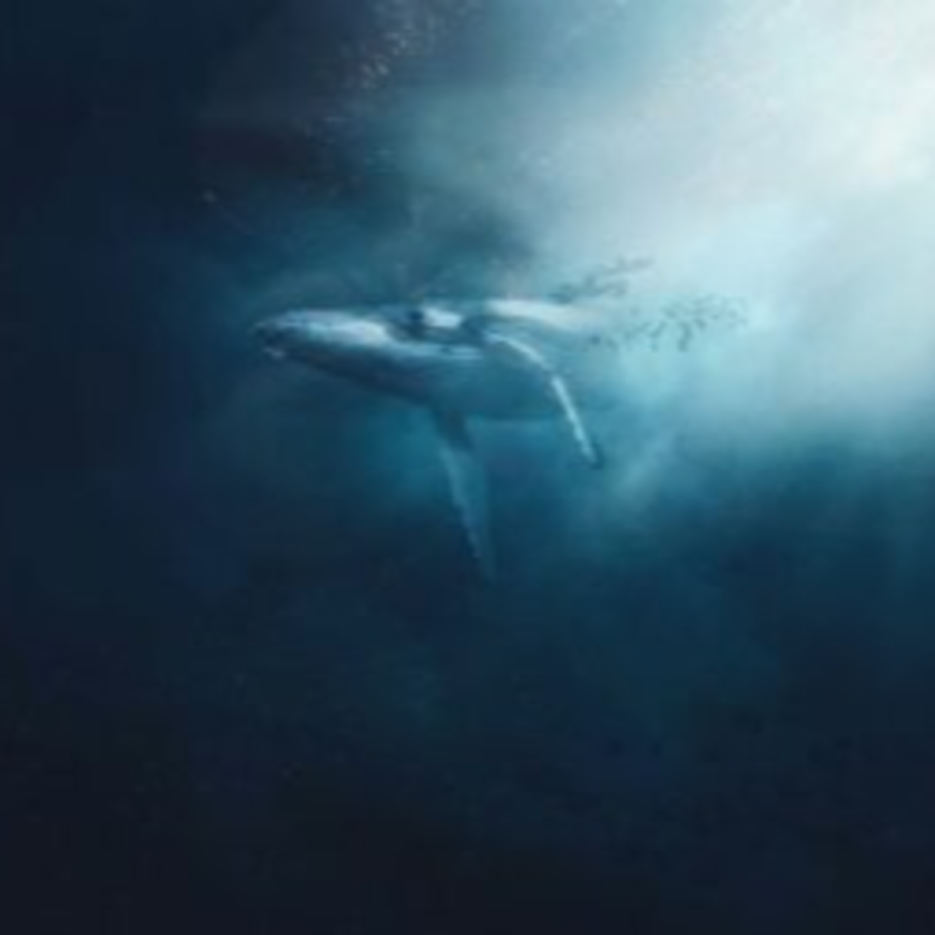 Hermanus: Your Guide to the World’s Finest Shore-Based Whale Watching episode artwork