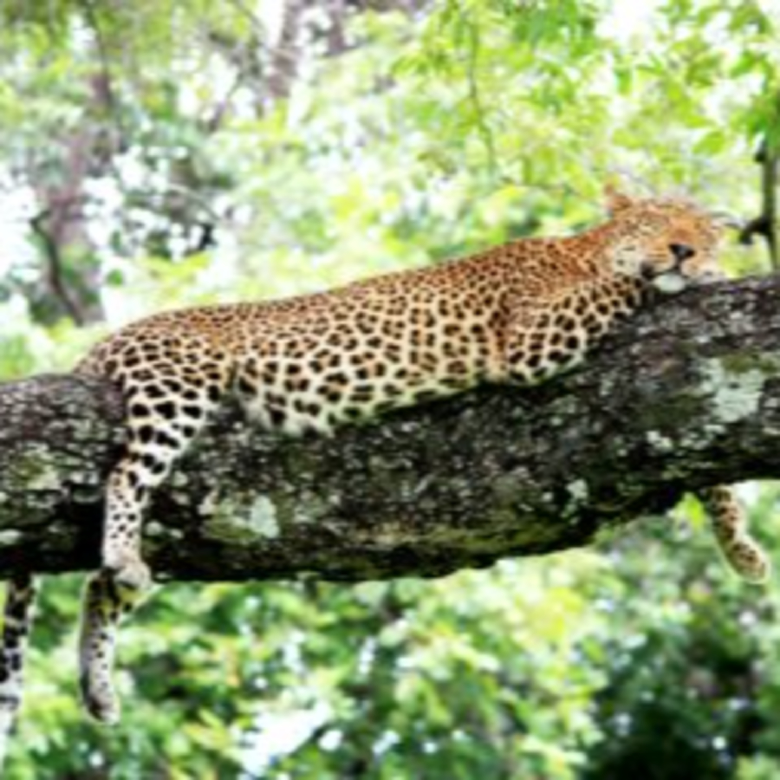 Why a Zambia Safari is Truly Unmissable episode artwork