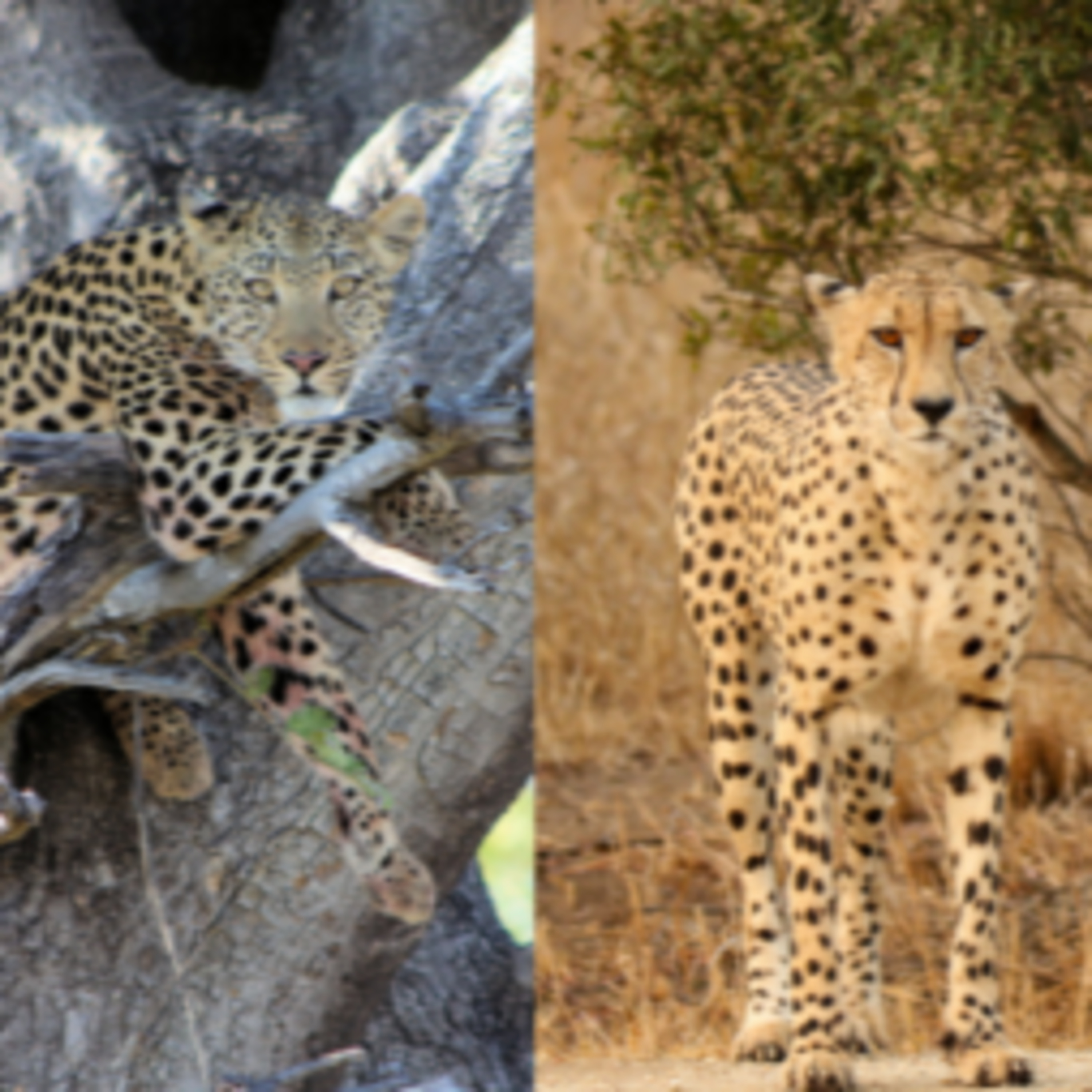 The Difference Between the Leopard and Cheetah Print episode artwork