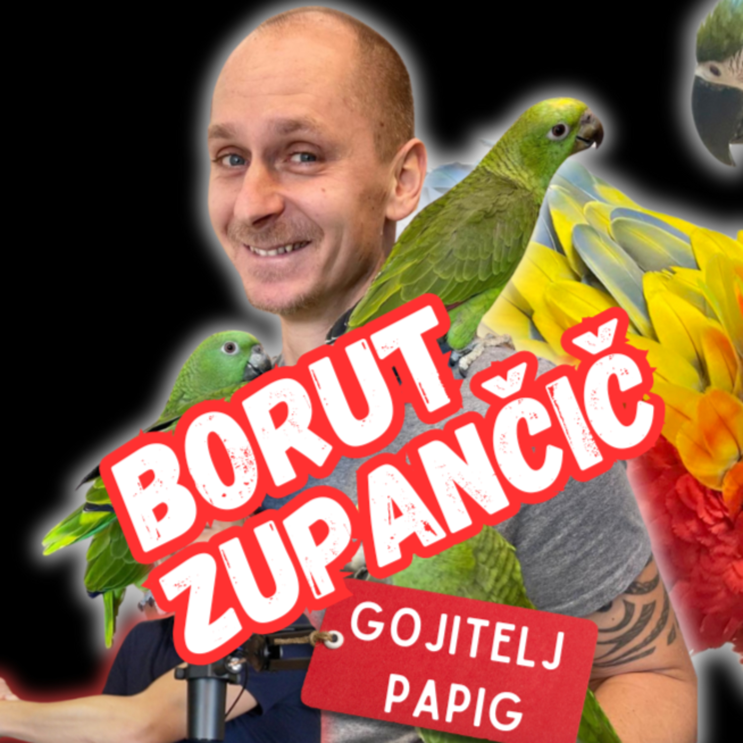 Kaj imeti papigo ZARES pomeni, za koga ta žival je oz. ni & o vzreji papig pri nas | Borut Zupančič