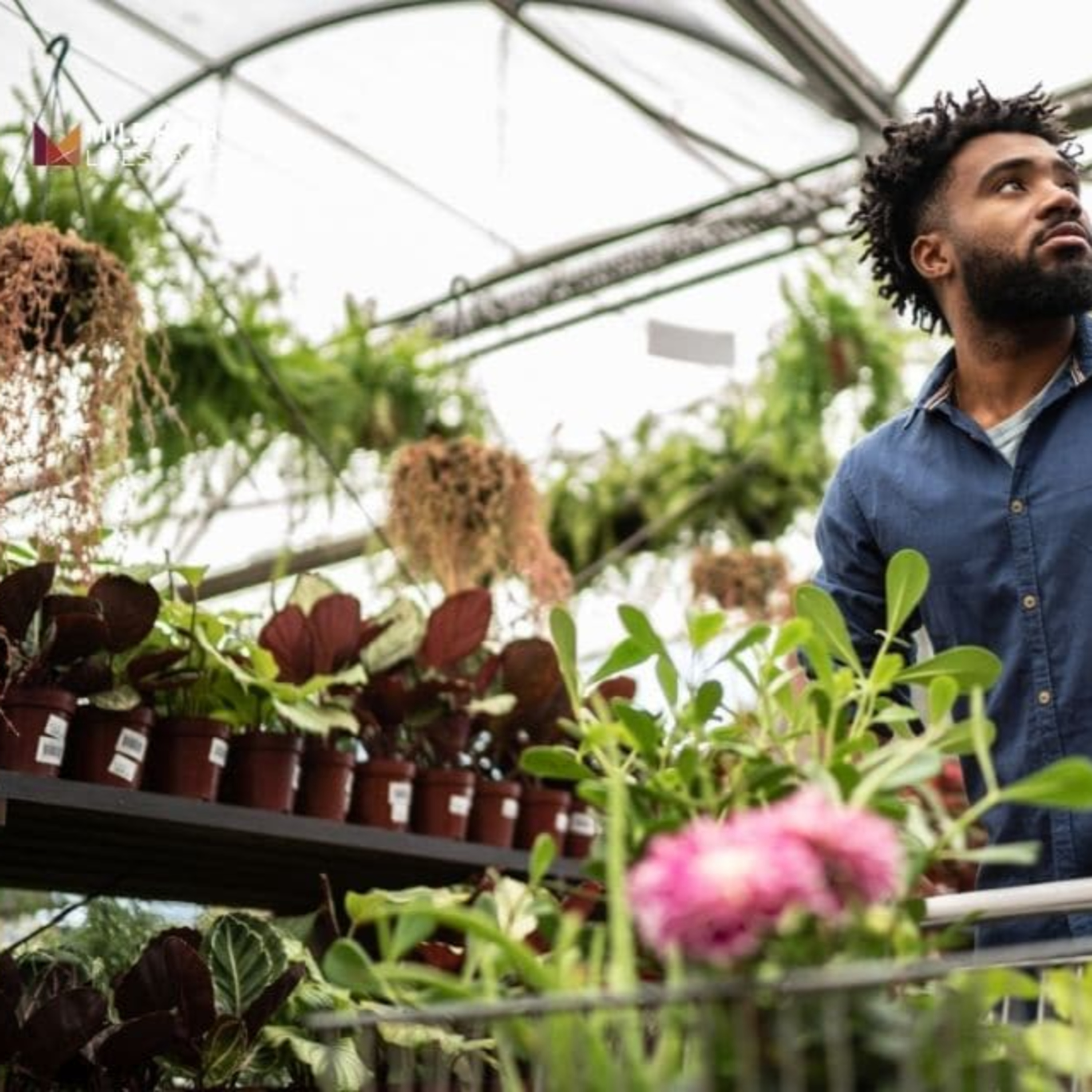 Rock Garden Plants That Thrive in Denver’s Climate episode artwork