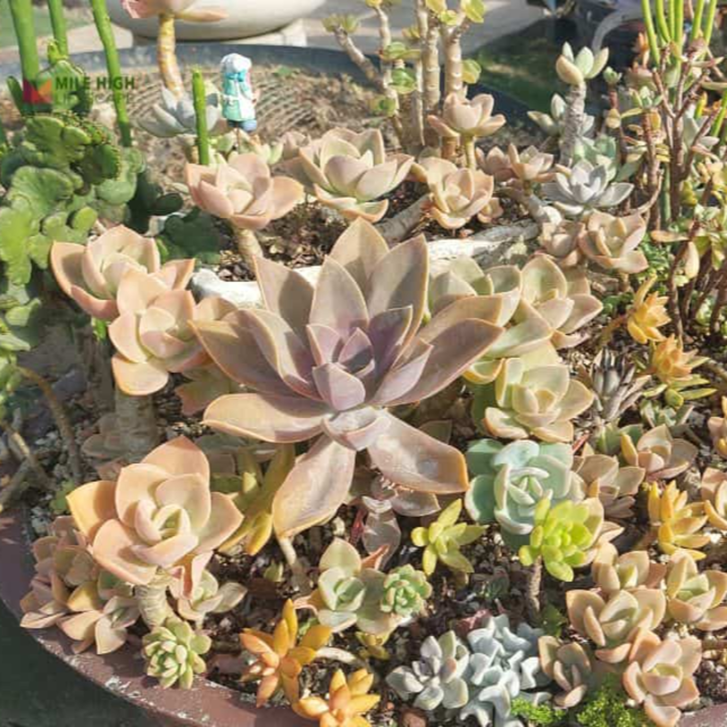 How to Create a Succulent Rock Garden That Lasts for Years episode artwork