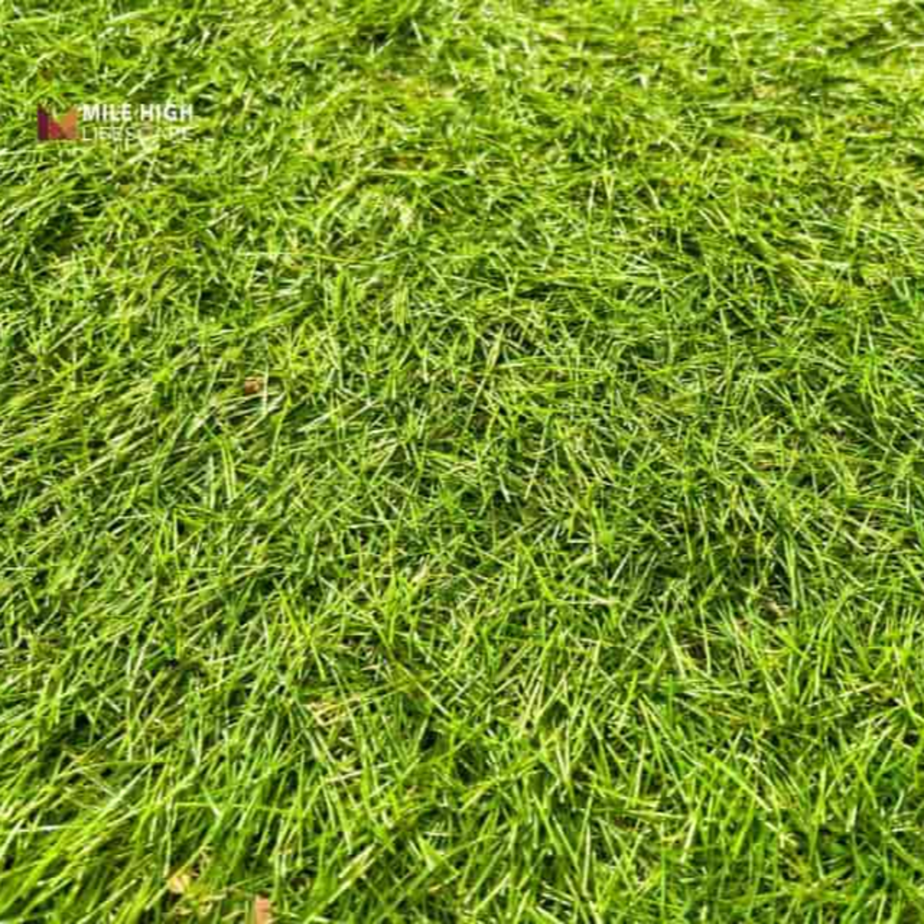 When Should You Stop Mowing Your Lawn Before Winter? episode artwork