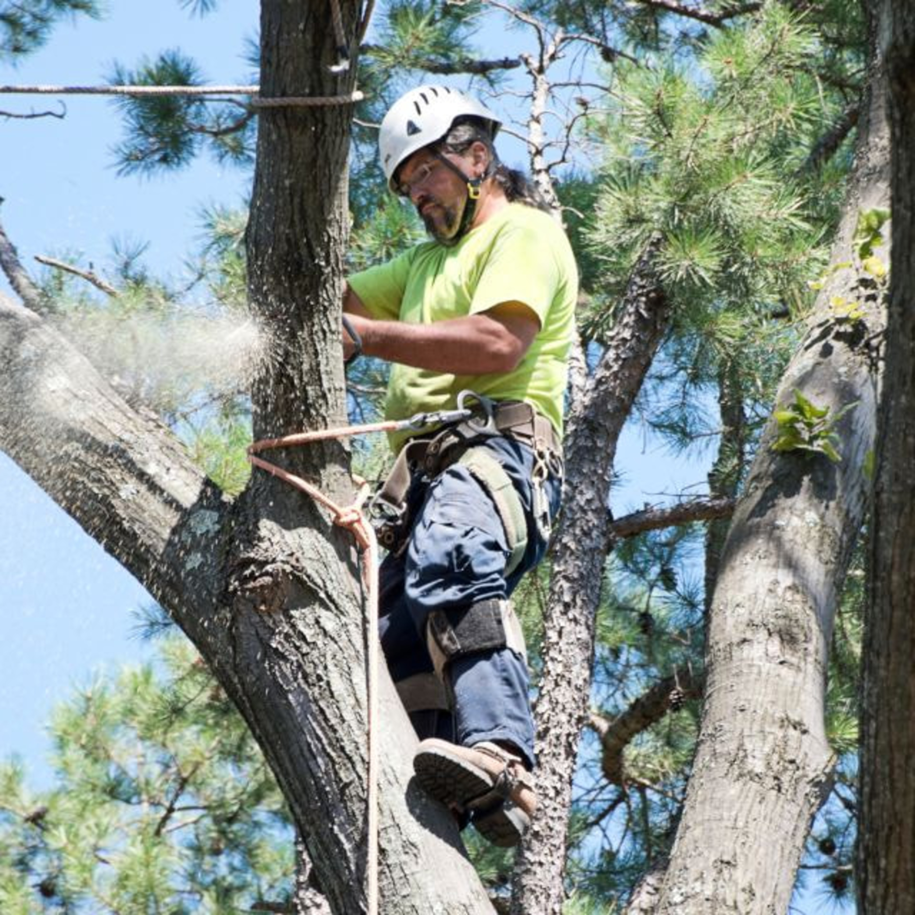 Tree Branch Removal Services in Denver, CO episode artwork