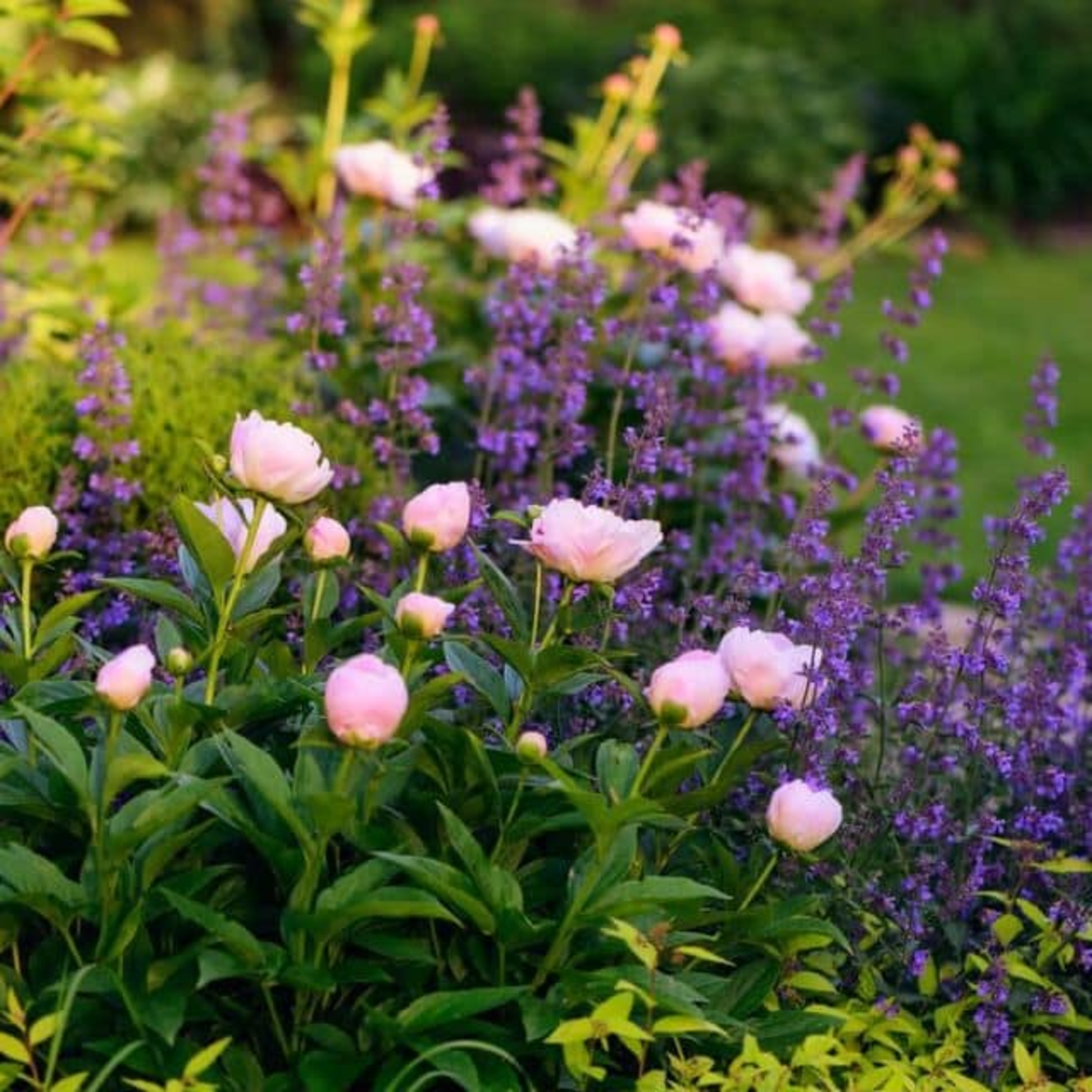 Peony Landscape Uses: How to Plant for Maximum Curb Appeal episode artwork