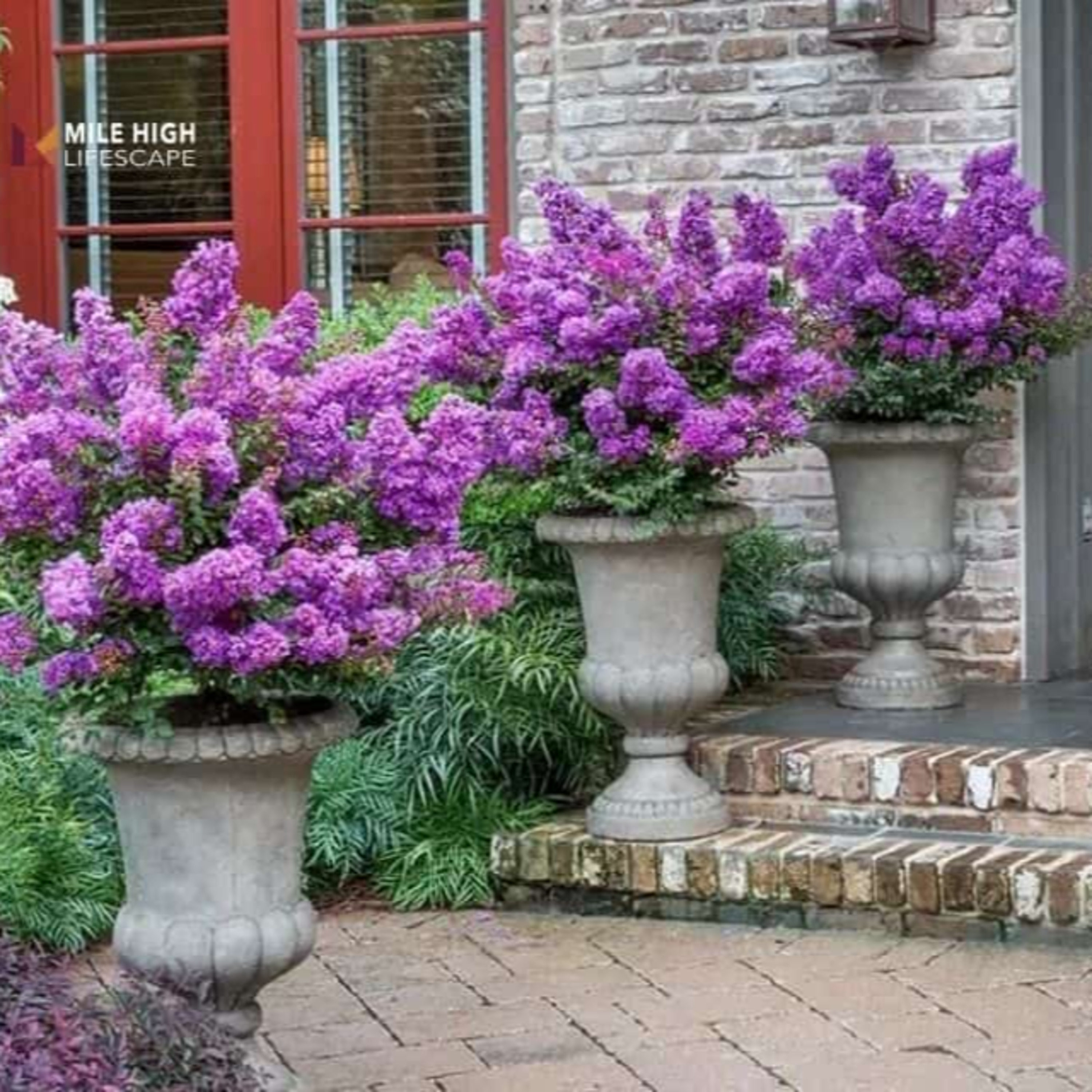 9 Crepe Myrtle Landscape Ideas for a Stunning Yard episode artwork
