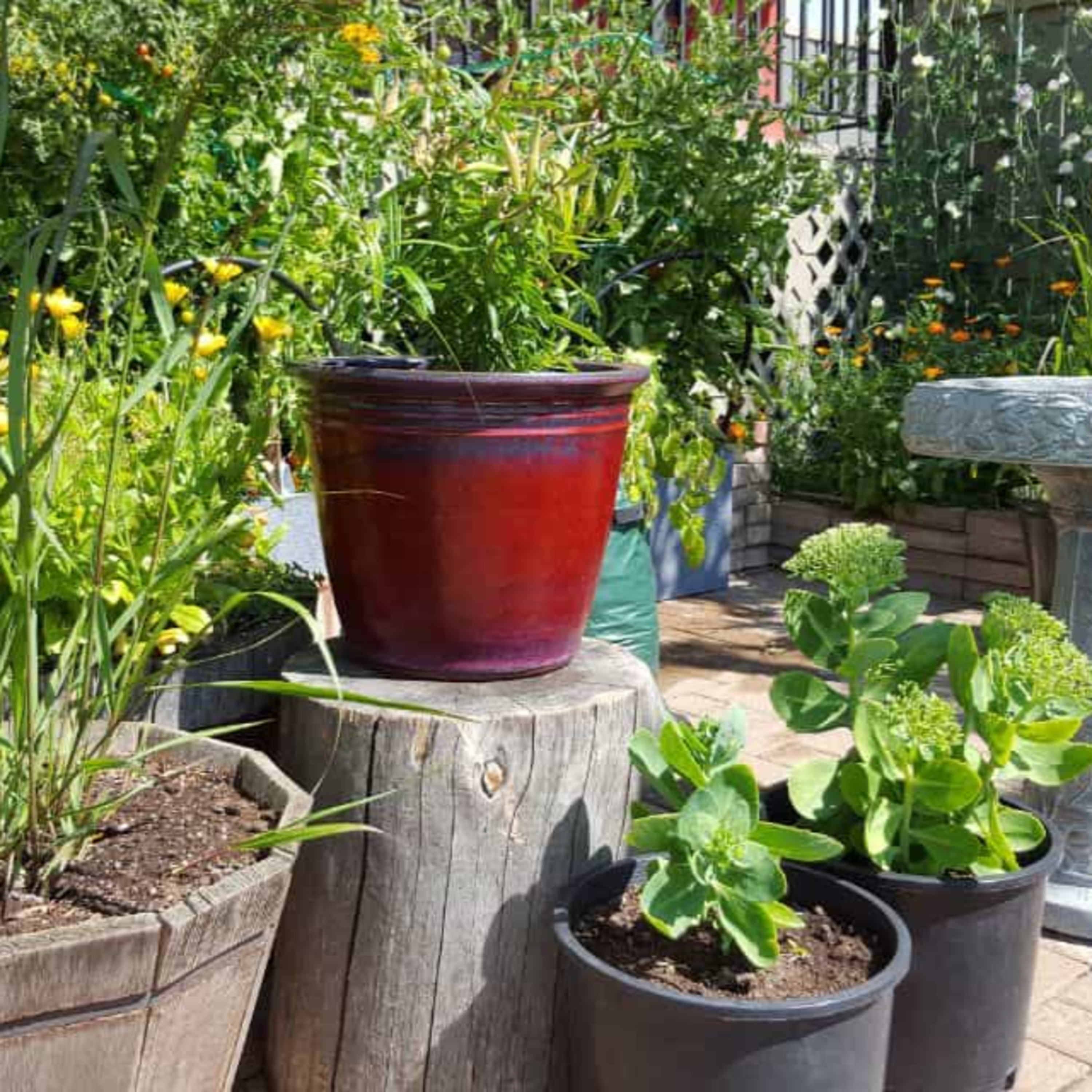 19 Small Yard Landscape Design Ideas That Turn Tiny Spaces Into Stunning Outdoor Retreats episode artwork